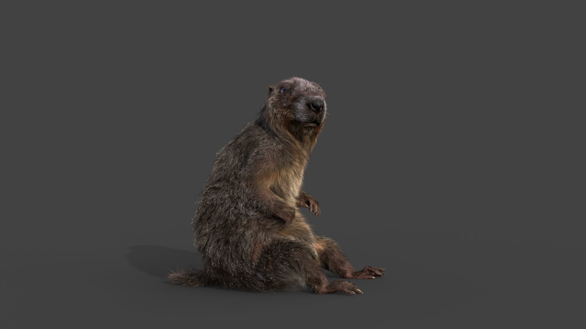Marmot groundhog 3D model_3