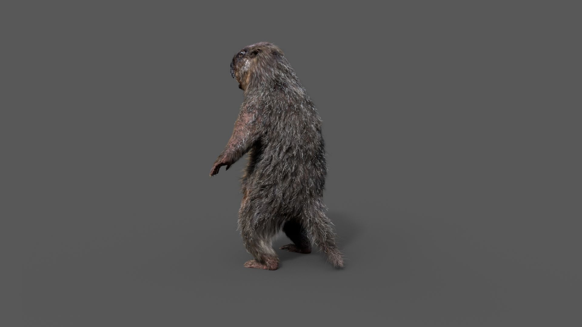 Marmot groundhog 3D model_19
