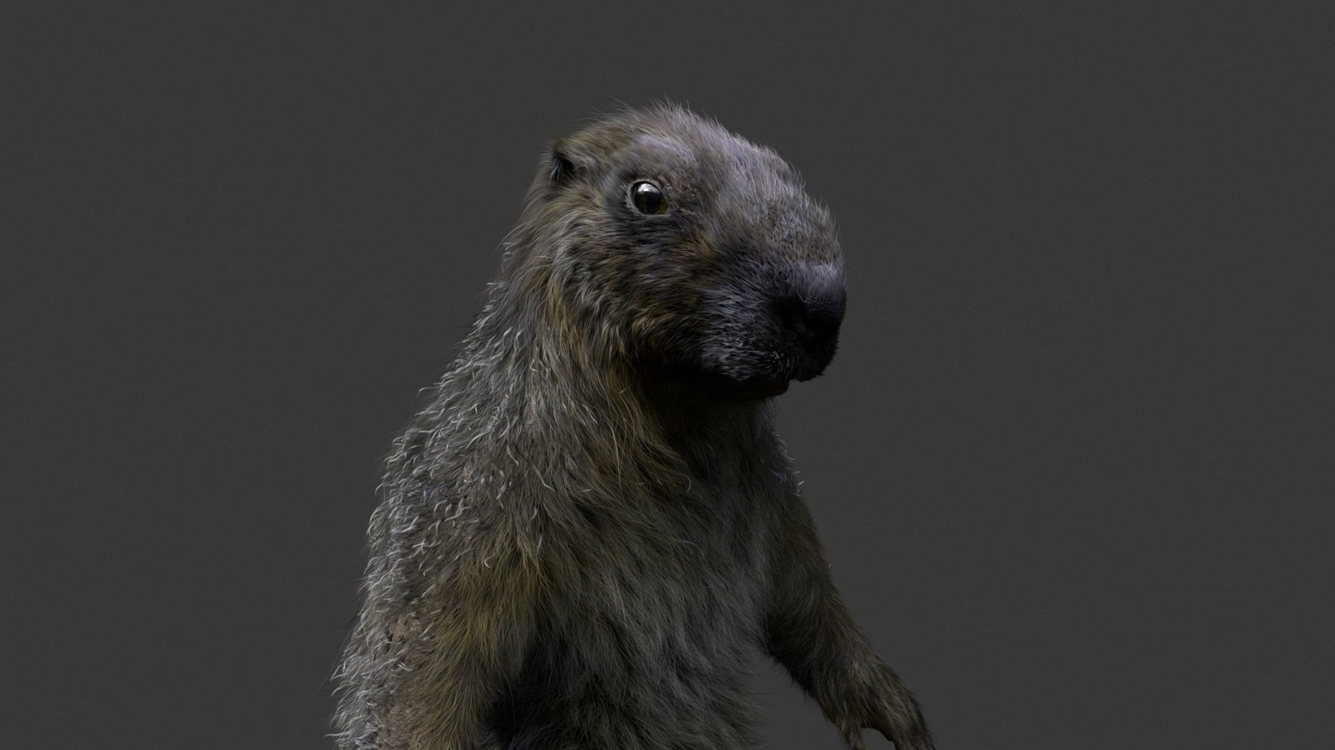 Marmot groundhog 3D model_6