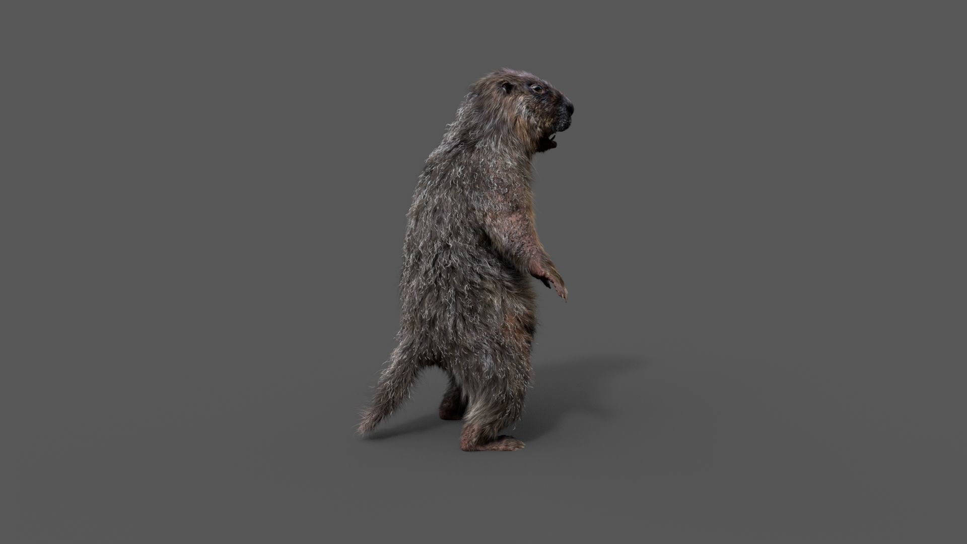 Marmot groundhog 3D model_24