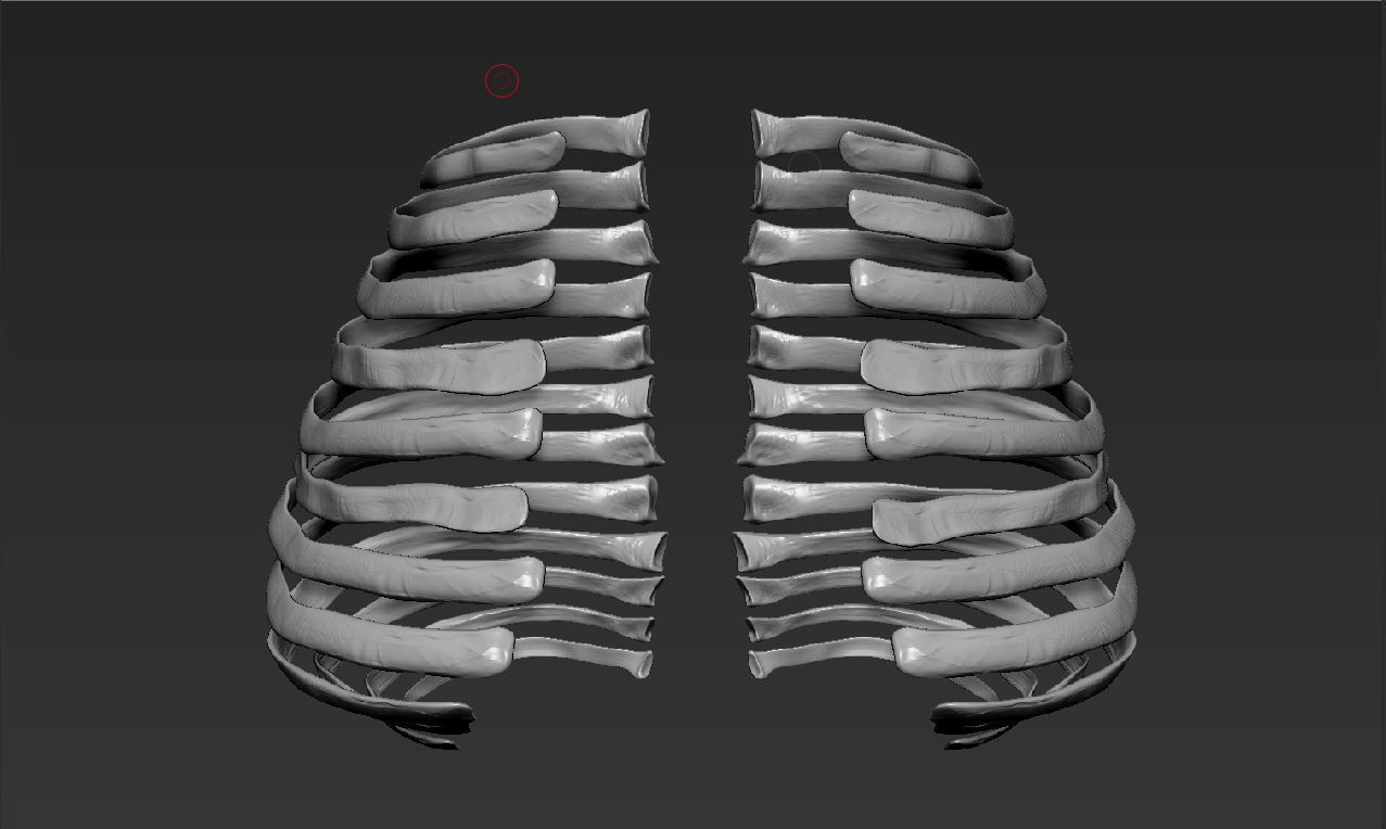 this just the humans ribs