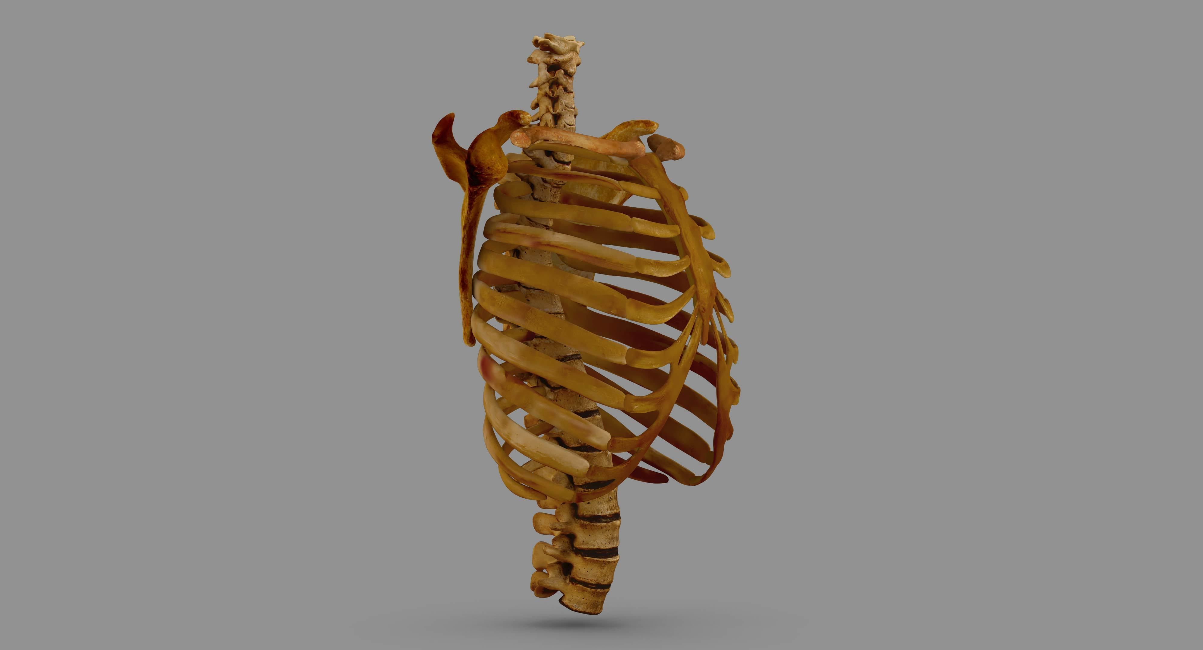 Human Spine Scanned Low-poly 3D model_92