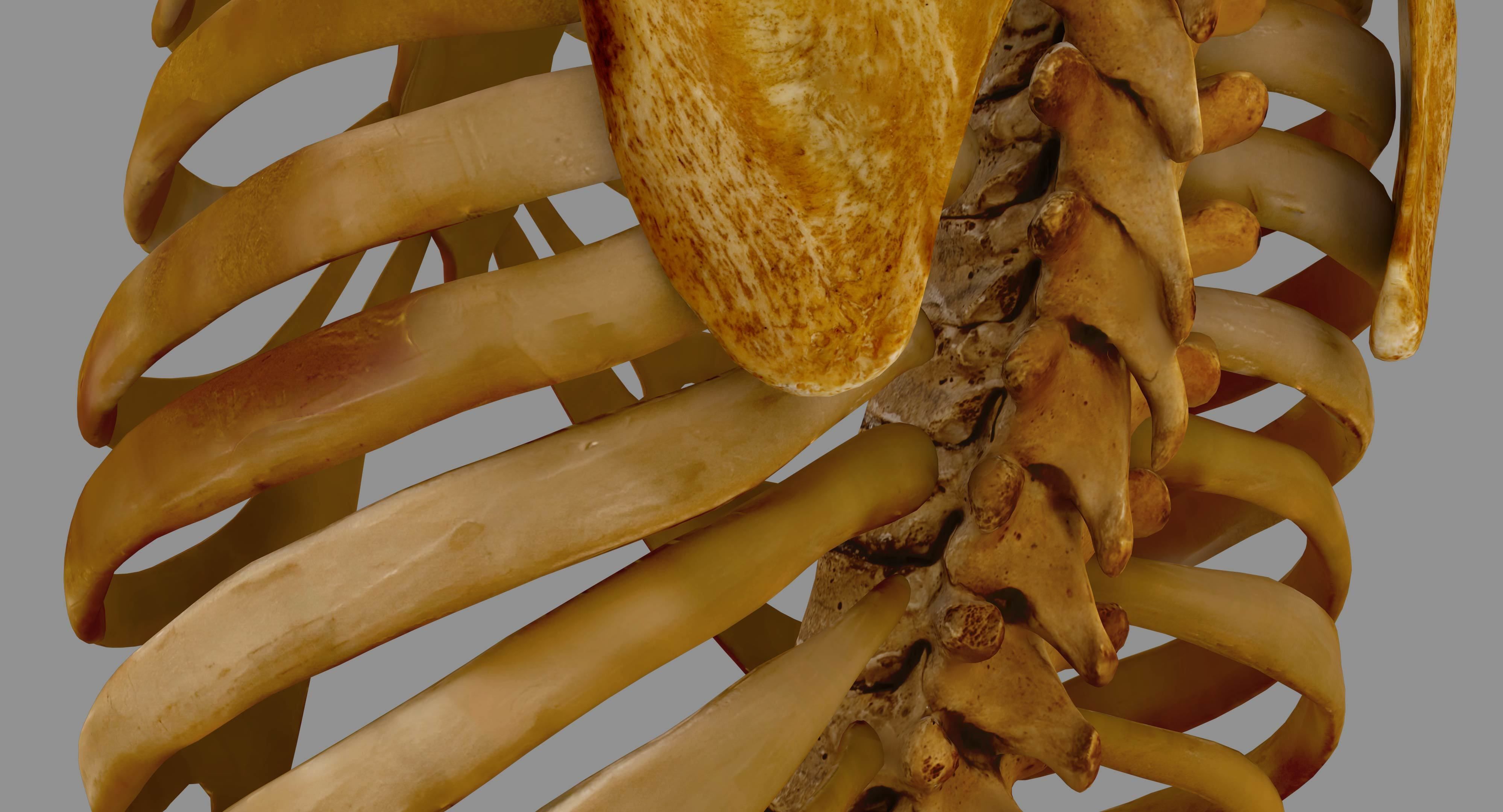 Human Spine Scanned Low-poly 3D model_58