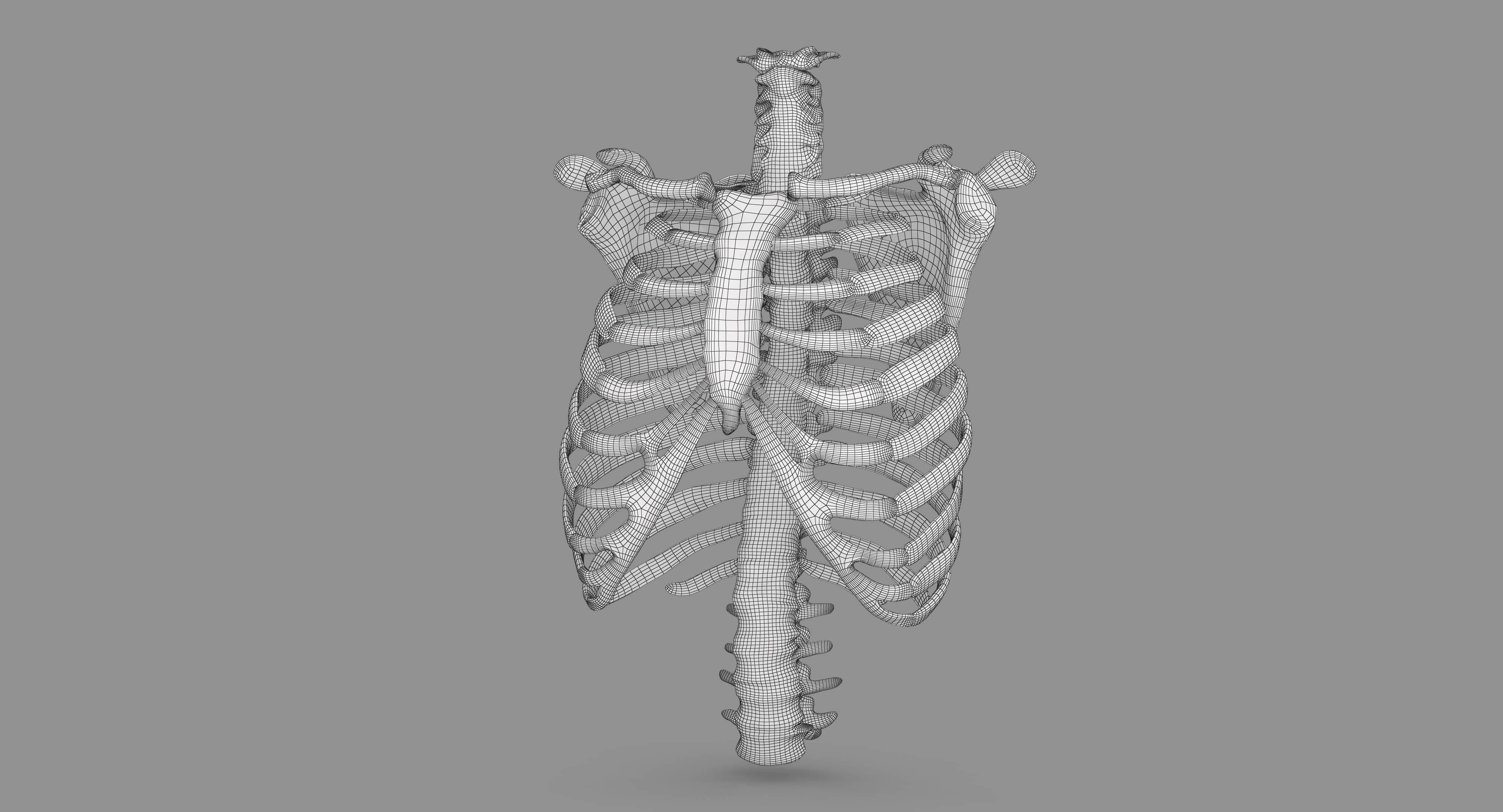 Human Spine Scanned Low-poly 3D model_127