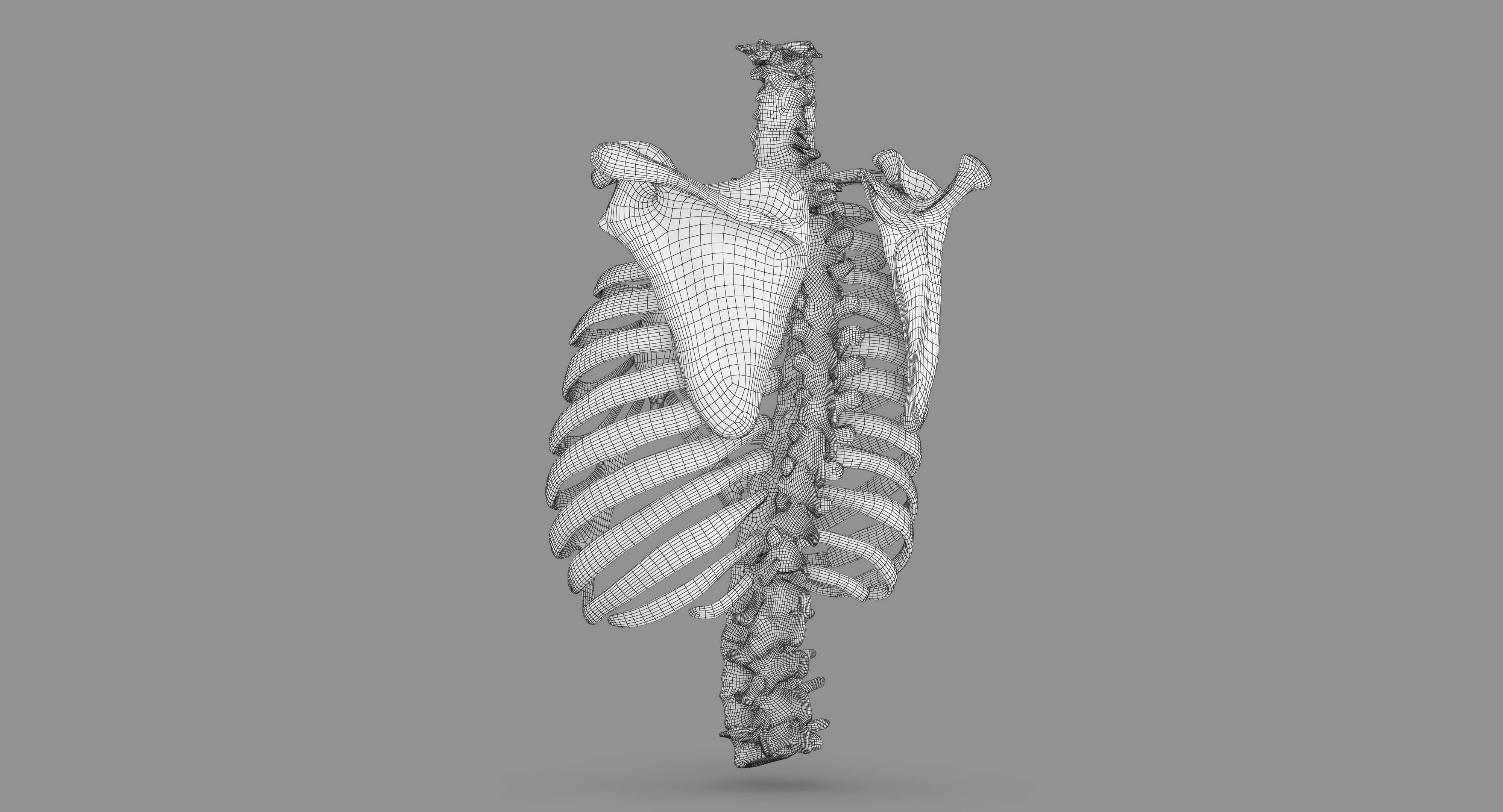 Human Spine Scanned Low-poly 3D model_113