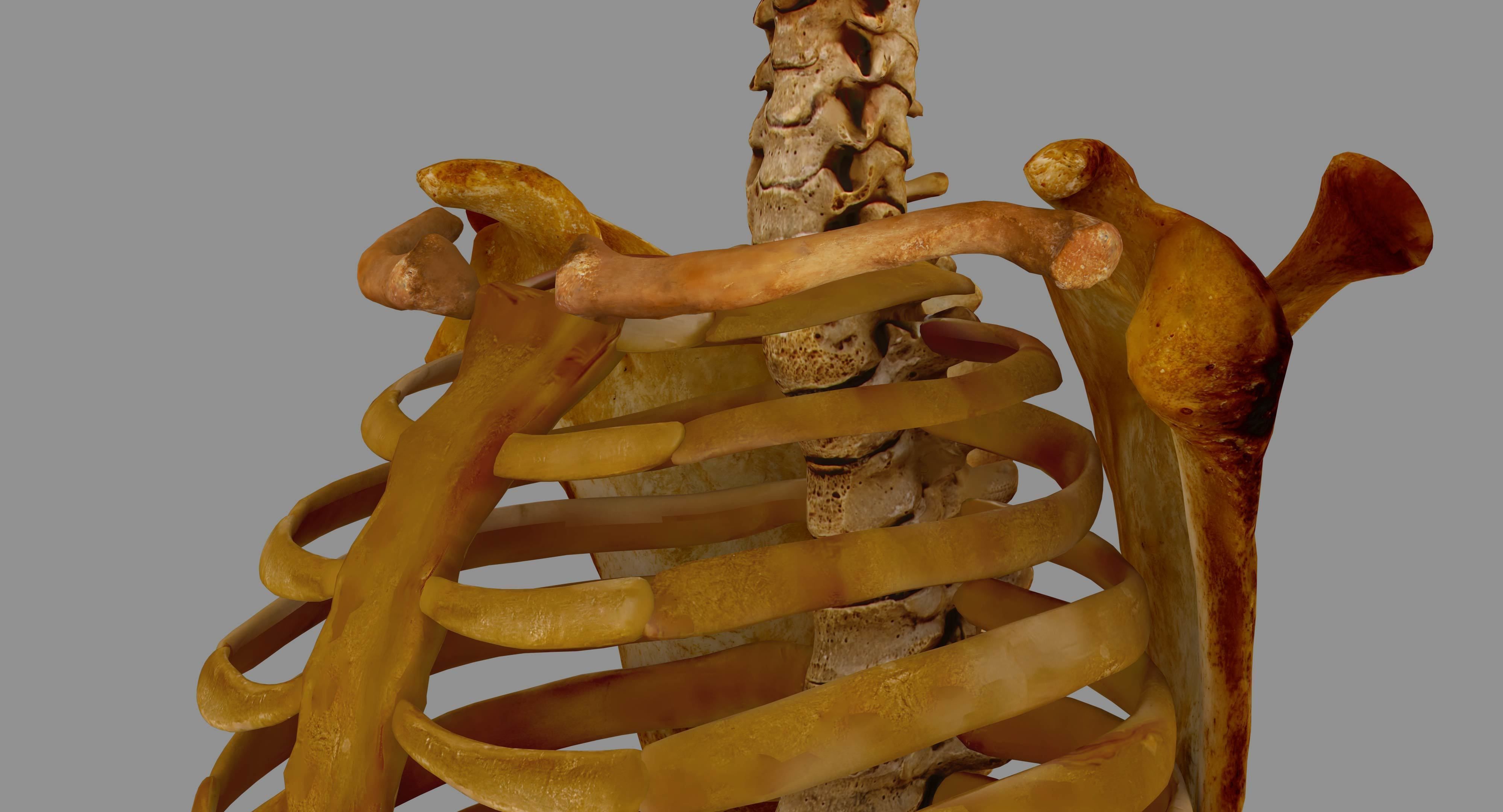 Human Spine Scanned Low-poly 3D model_76