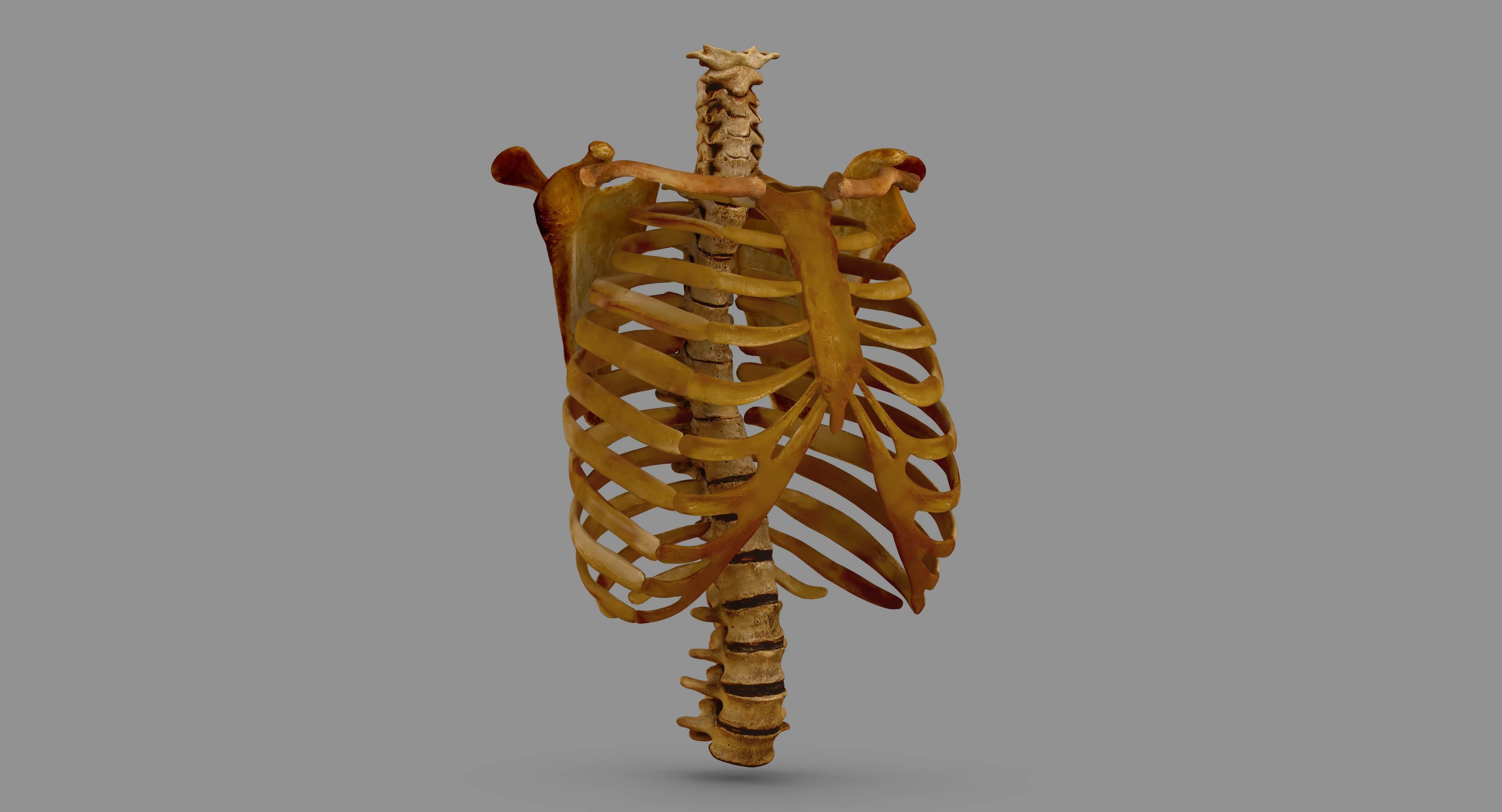 Human Spine Scanned Low-poly 3D model_88