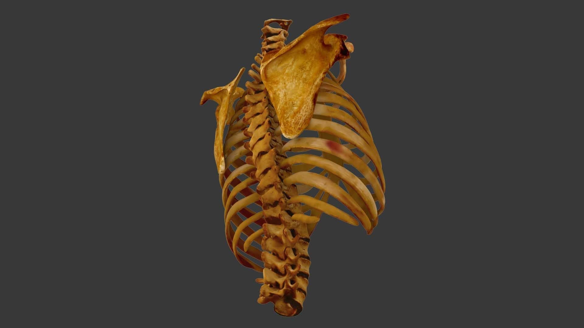 Human Spine Scanned Low-poly 3D model_2