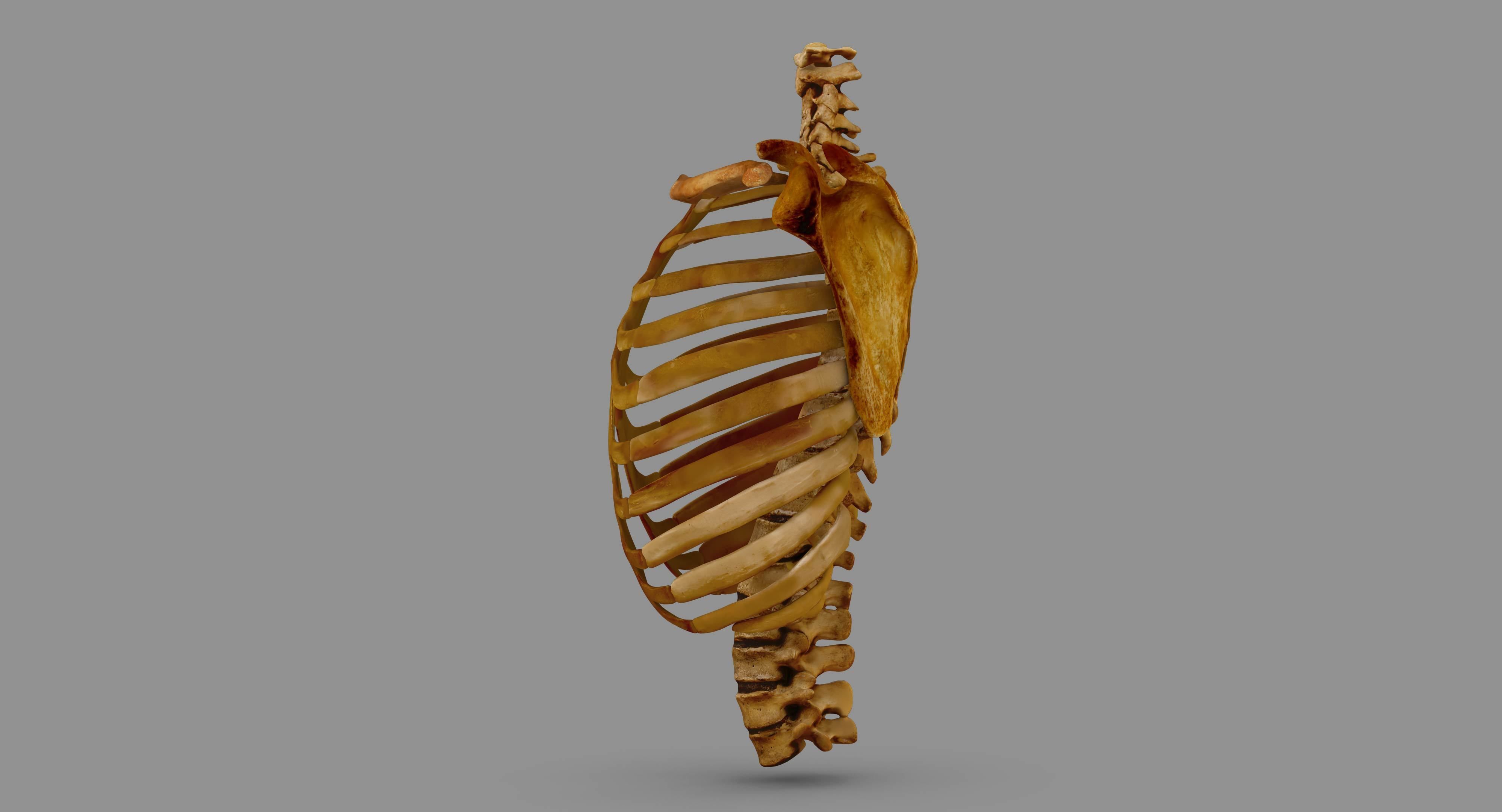 Human Spine Scanned Low-poly 3D model_118