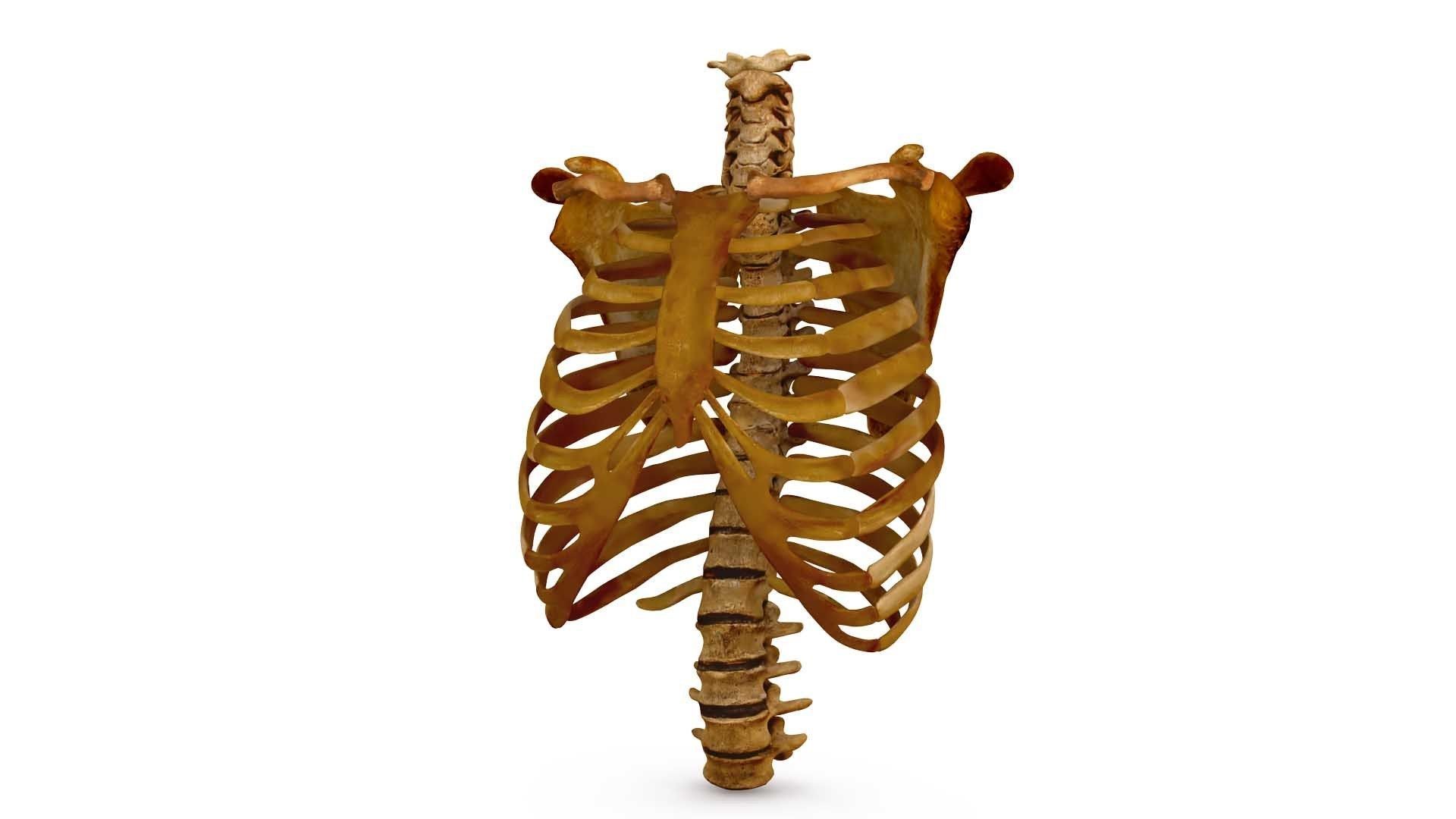 Human Spine Scanned Low-poly 3D model_0