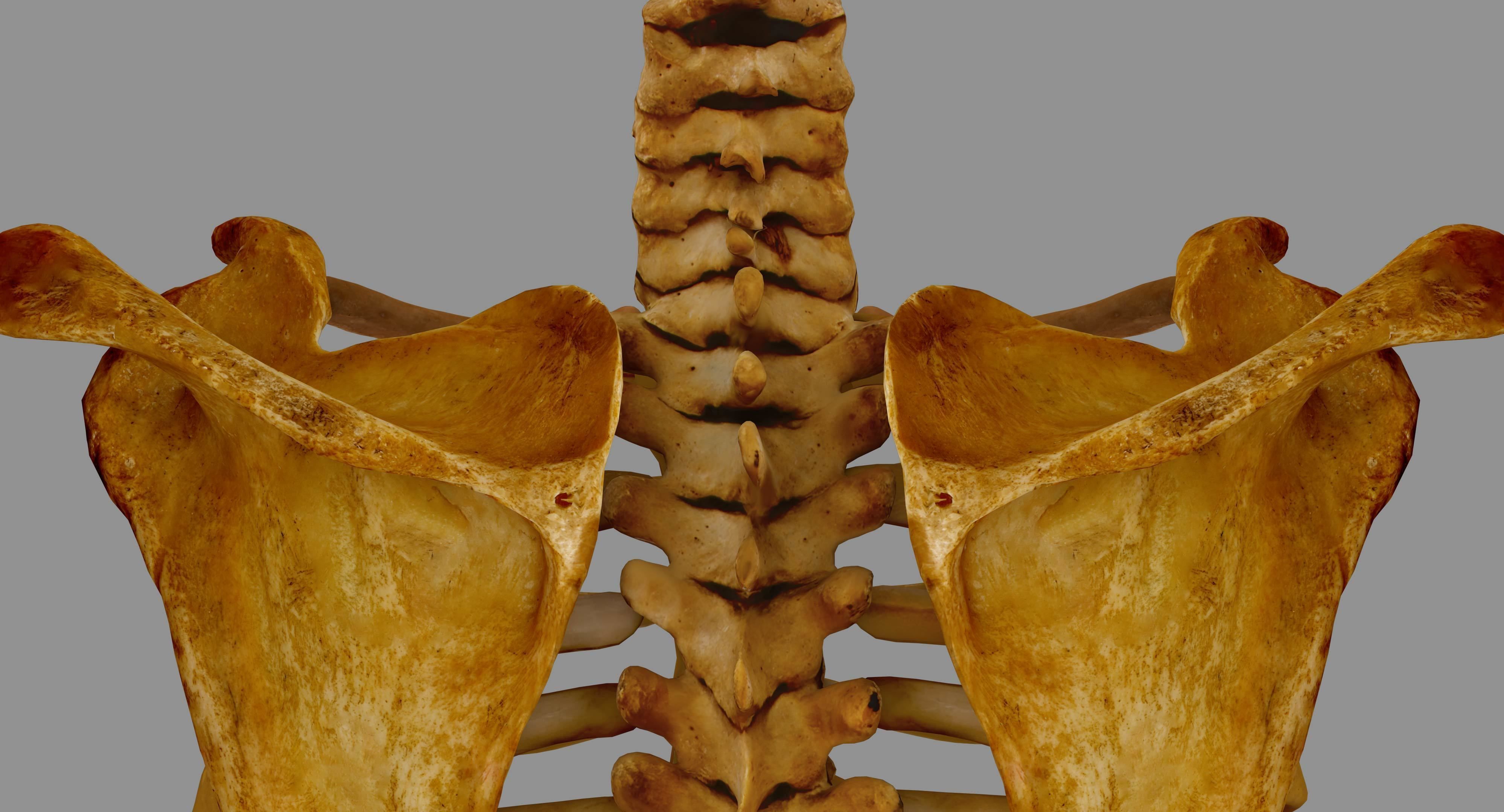 Human Spine Scanned Low-poly 3D model_46