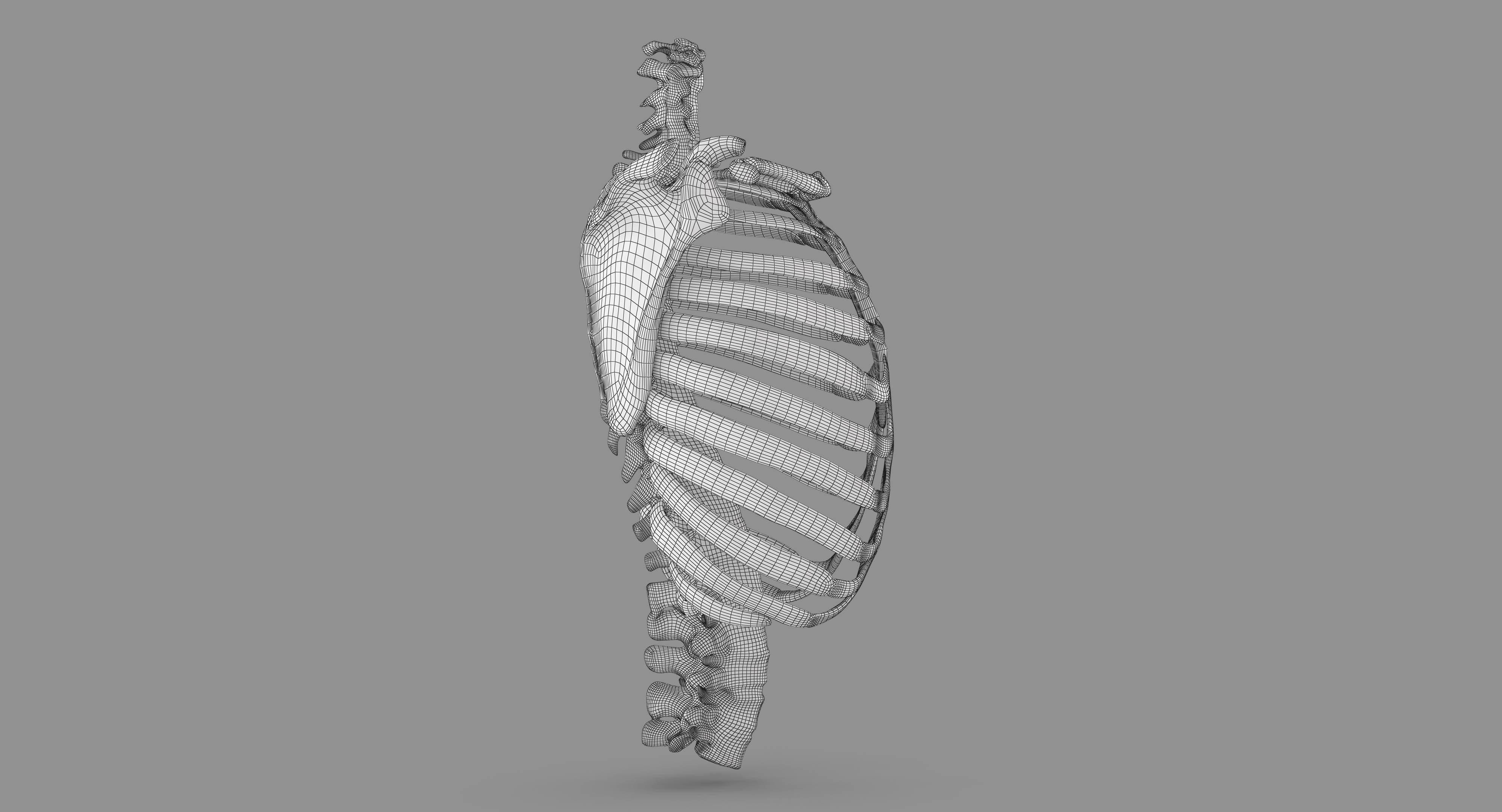 Human Spine Scanned Low-poly 3D model_97