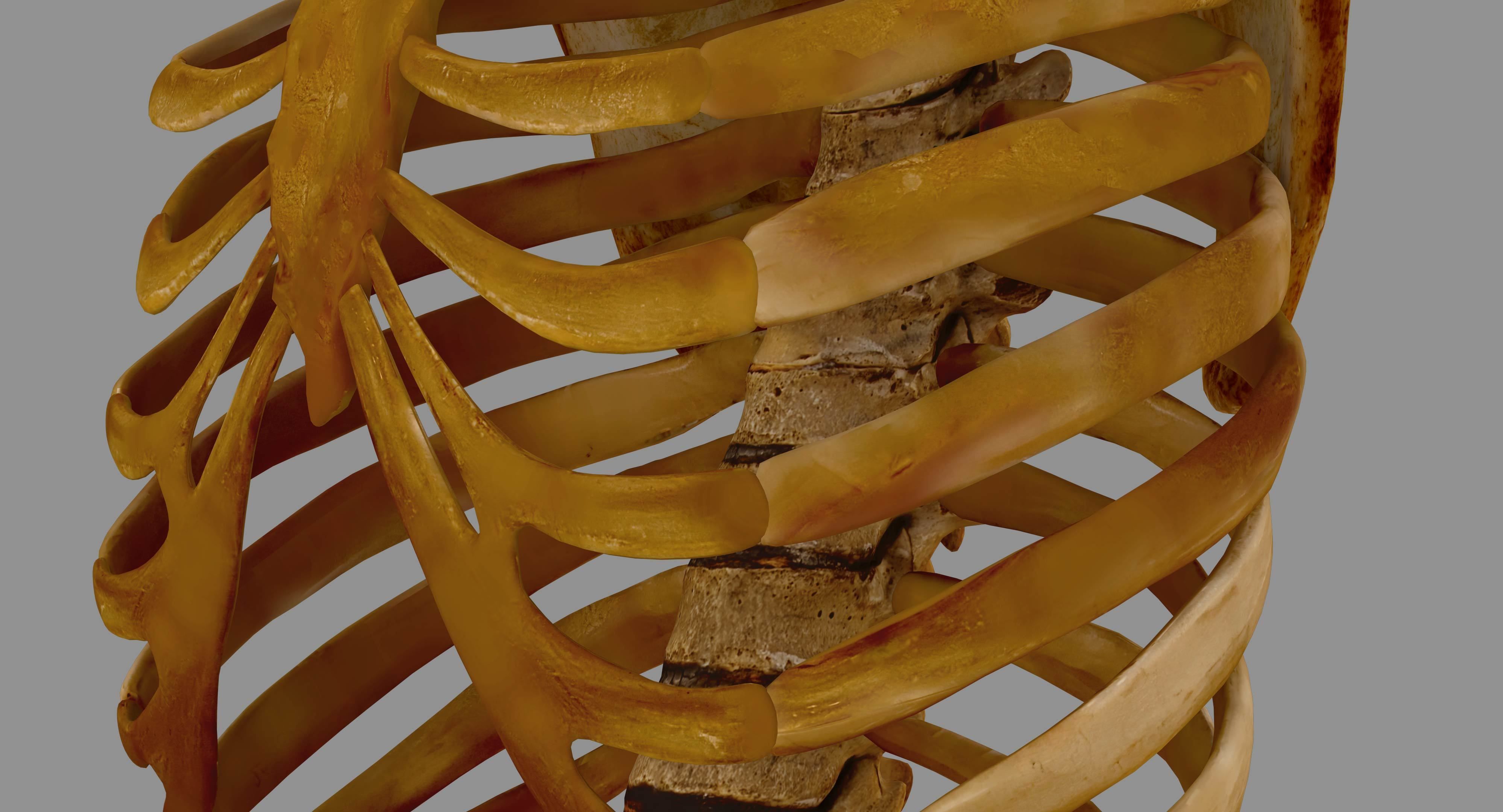 Human Spine Scanned Low-poly 3D model_78