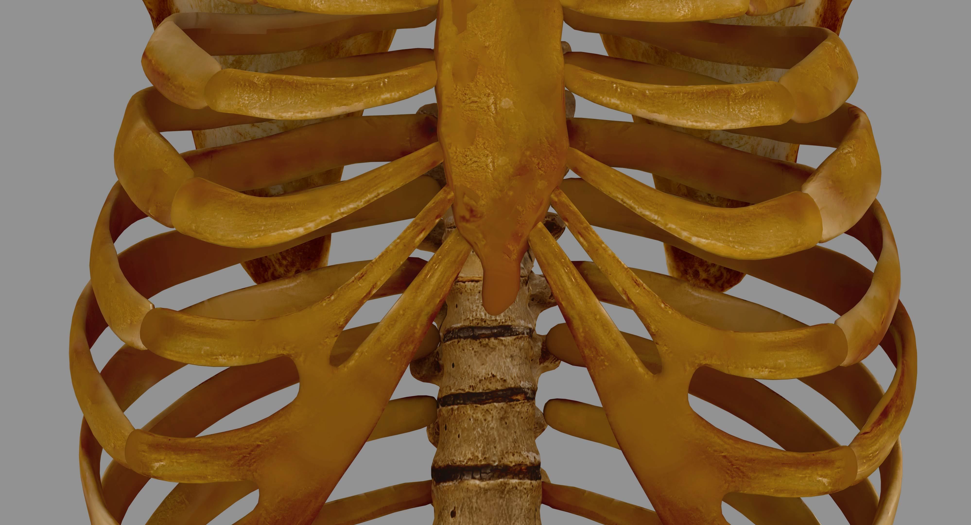 Human Spine Scanned Low-poly 3D model_8