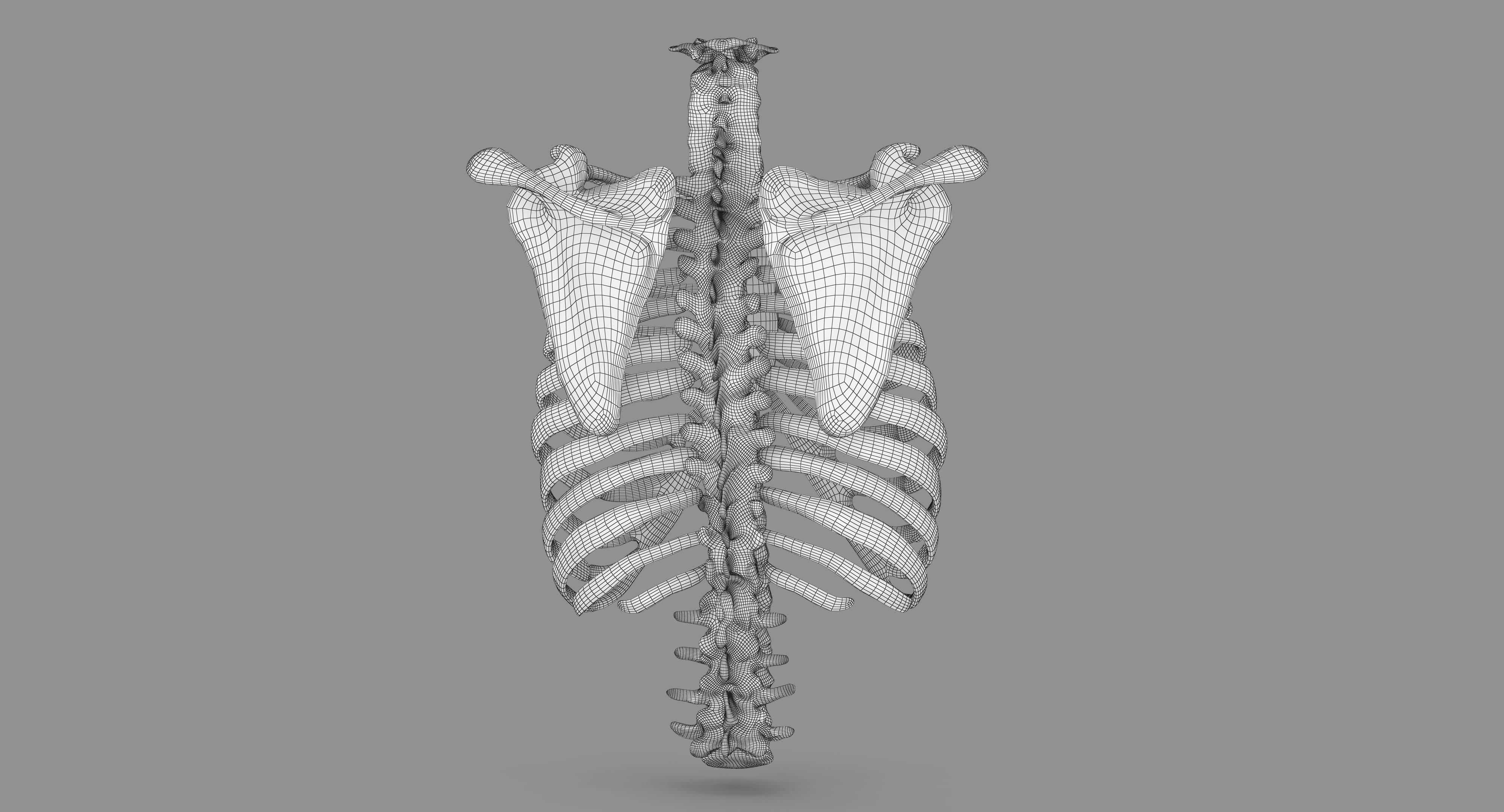 Human Spine Scanned Low-poly 3D model_107
