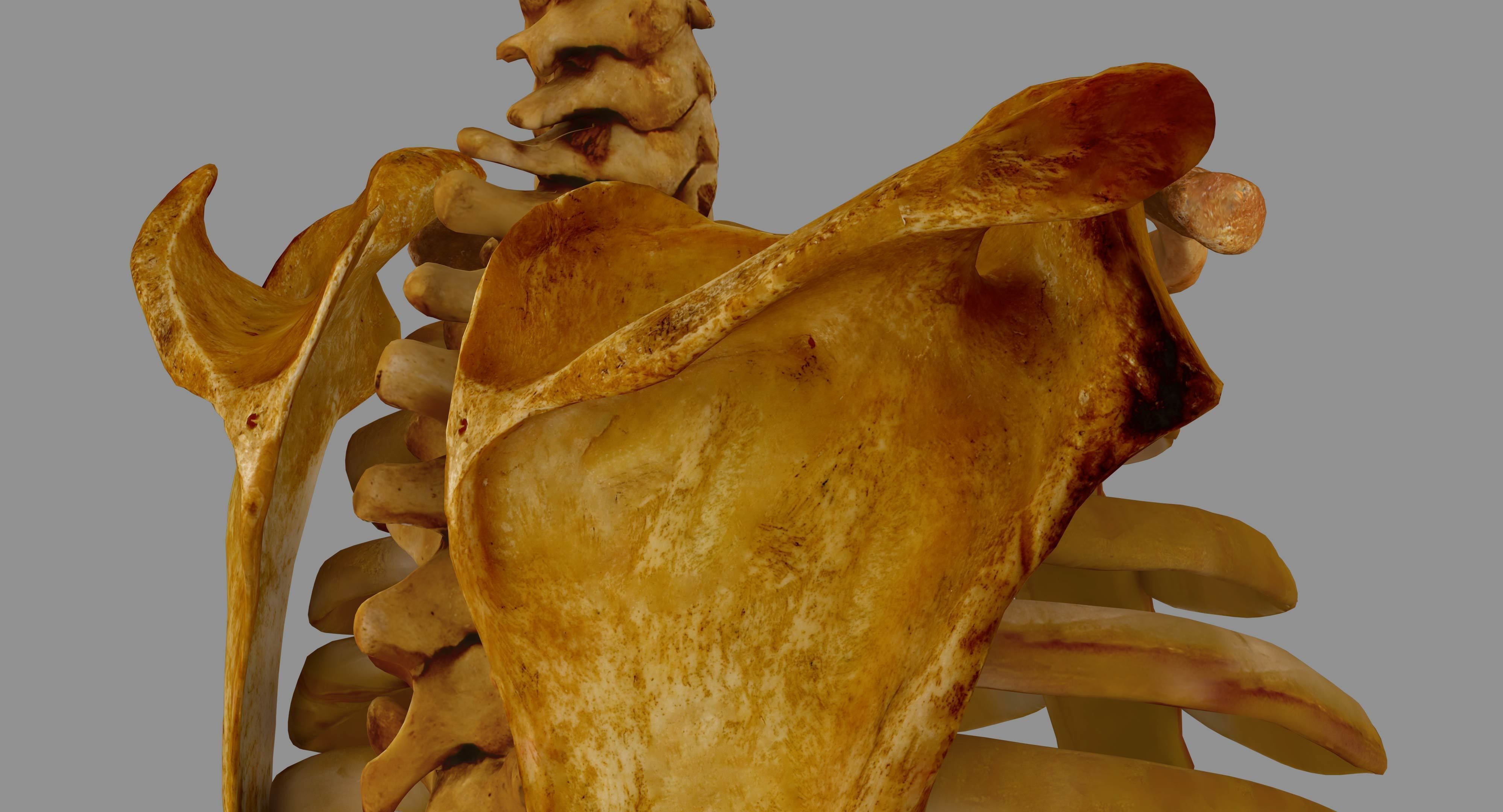 Human Spine Scanned Low-poly 3D model_36