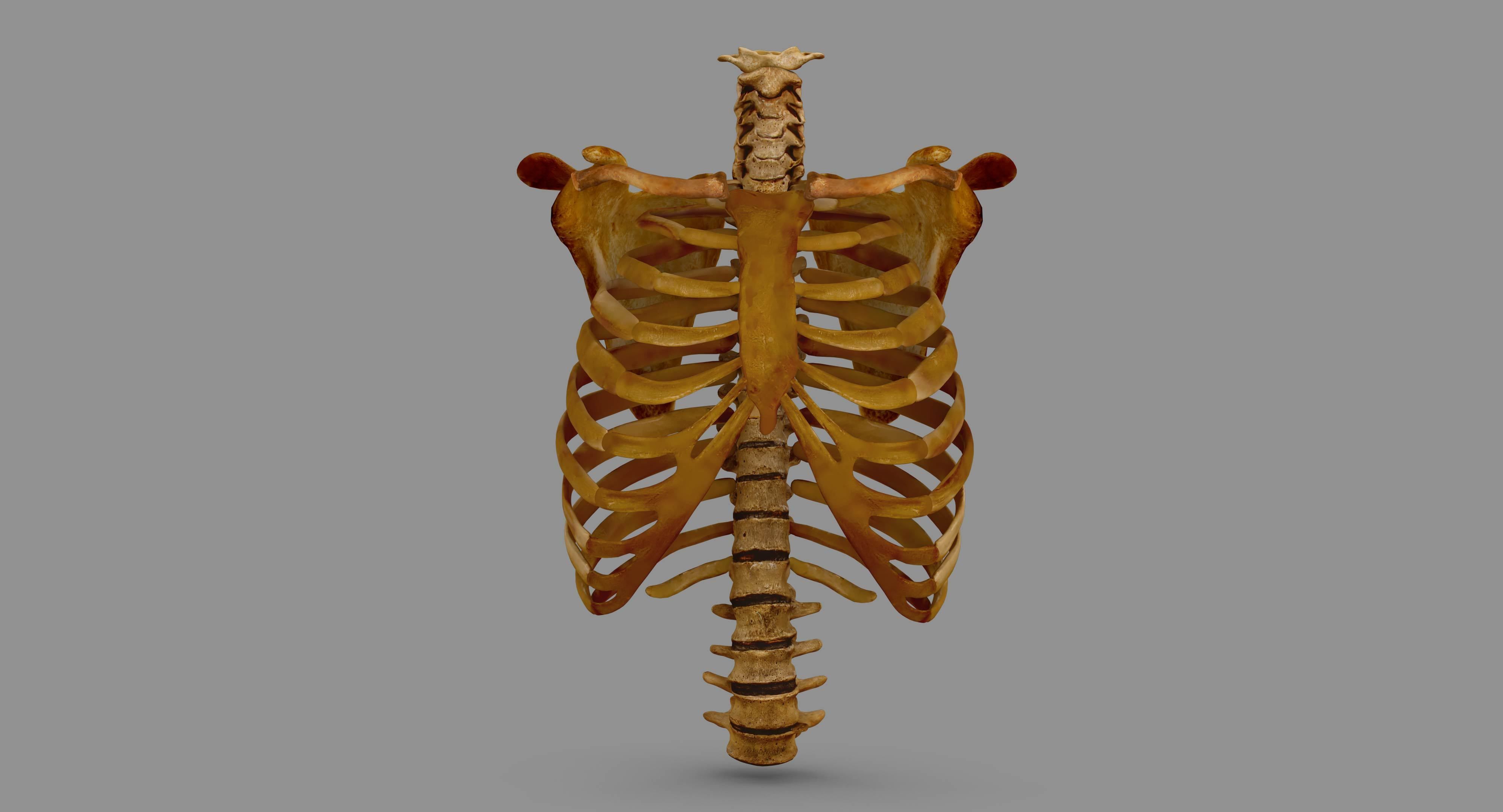 Human Spine Scanned Low-poly 3D model_84