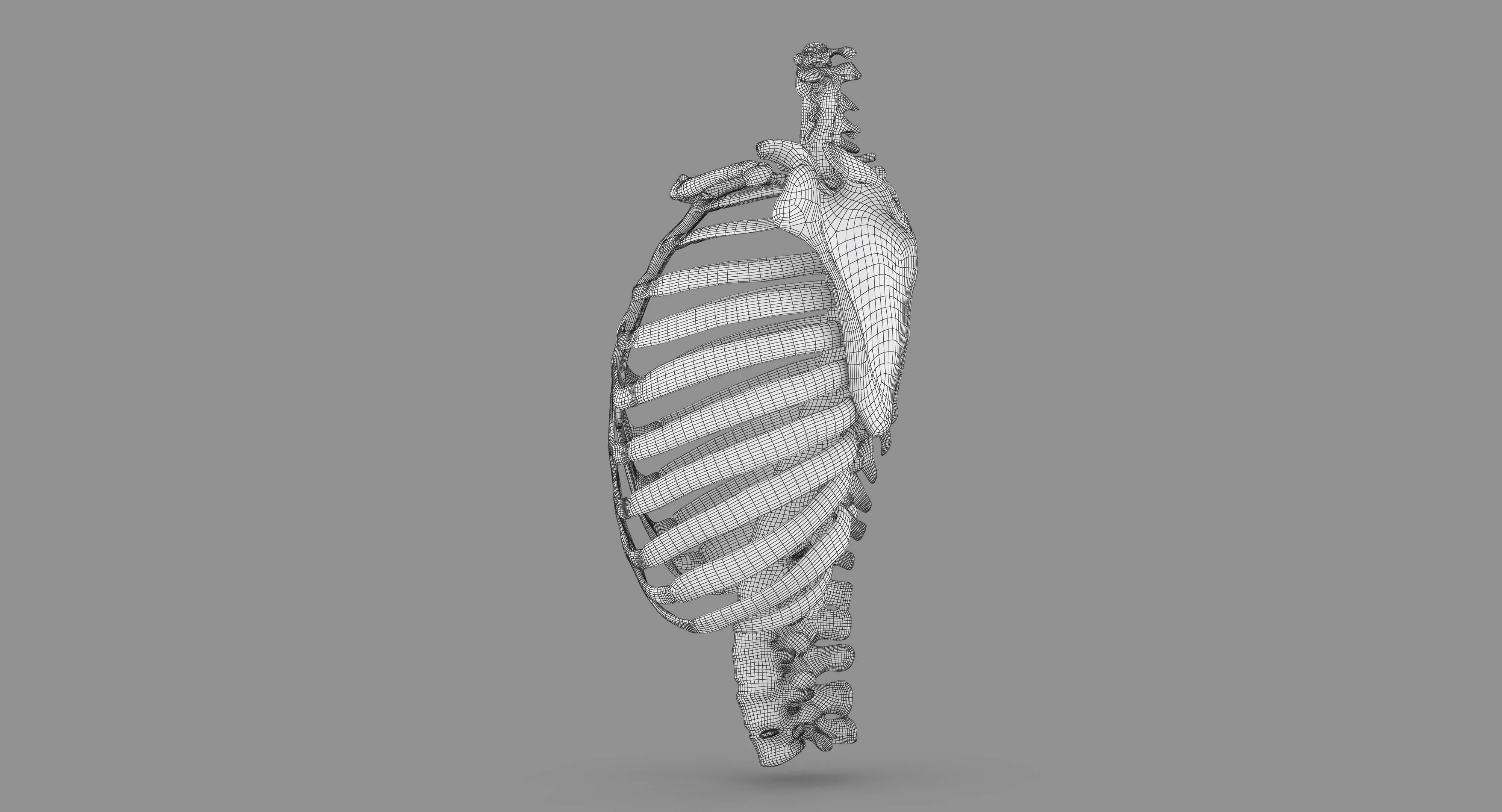 Human Spine Scanned Low-poly 3D model_117