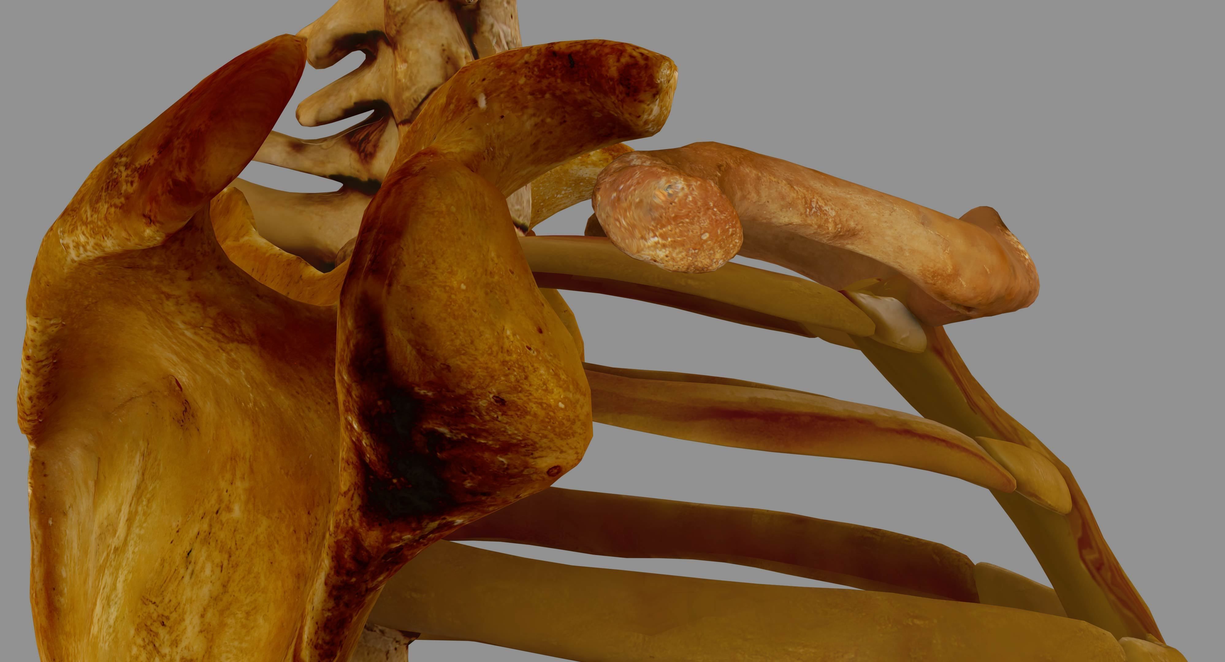 Human Spine Scanned Low-poly 3D model_26