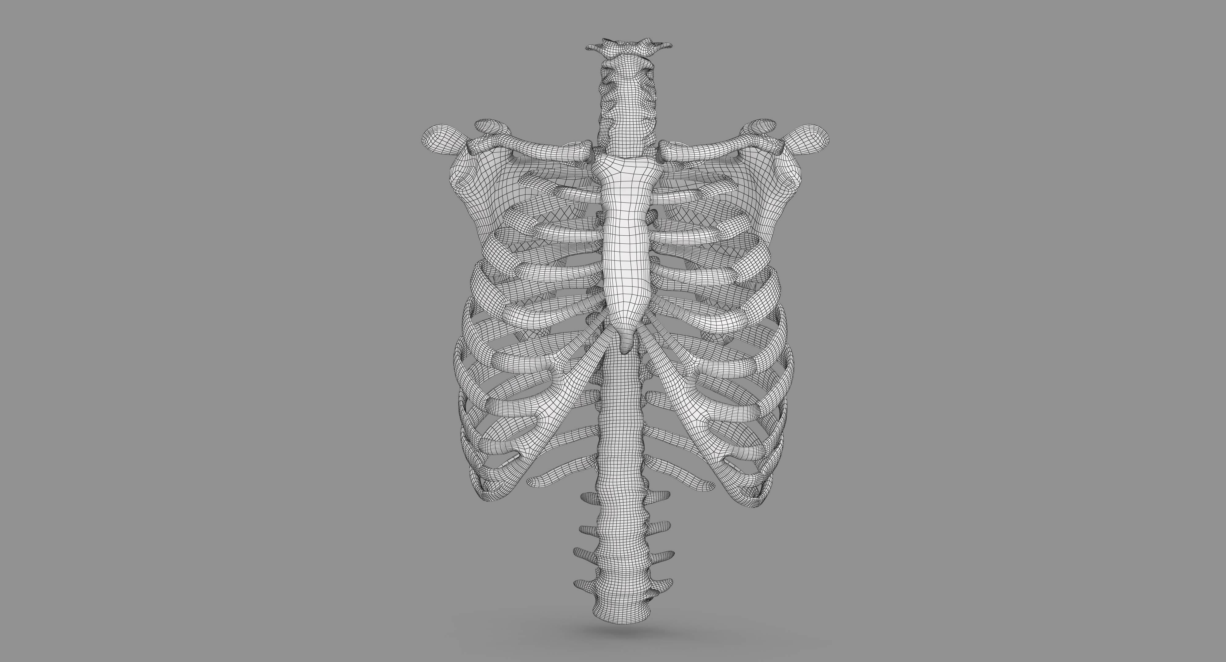 Human Spine Scanned Low-poly 3D model_85