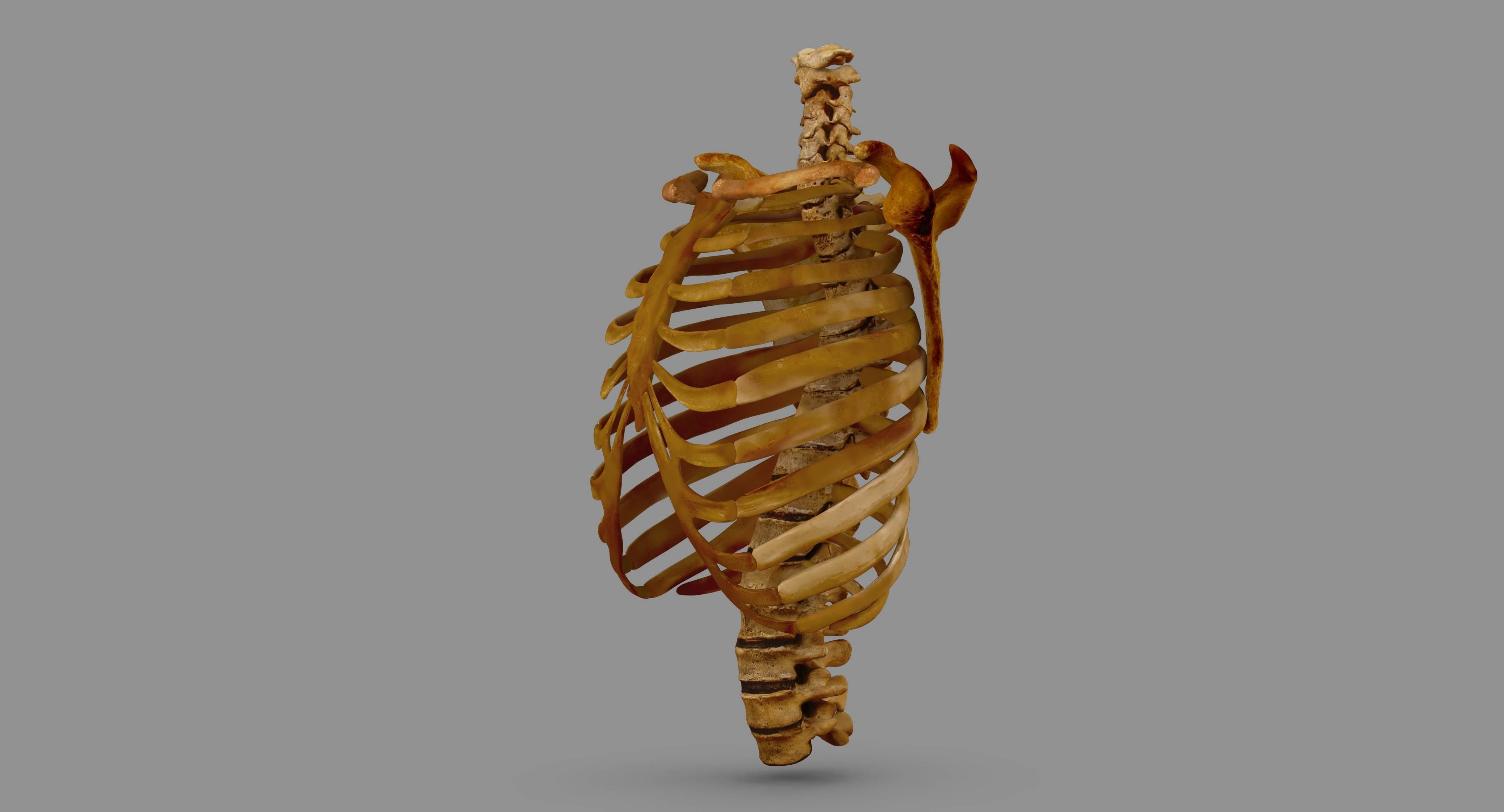 Human Spine Scanned Low-poly 3D model_122