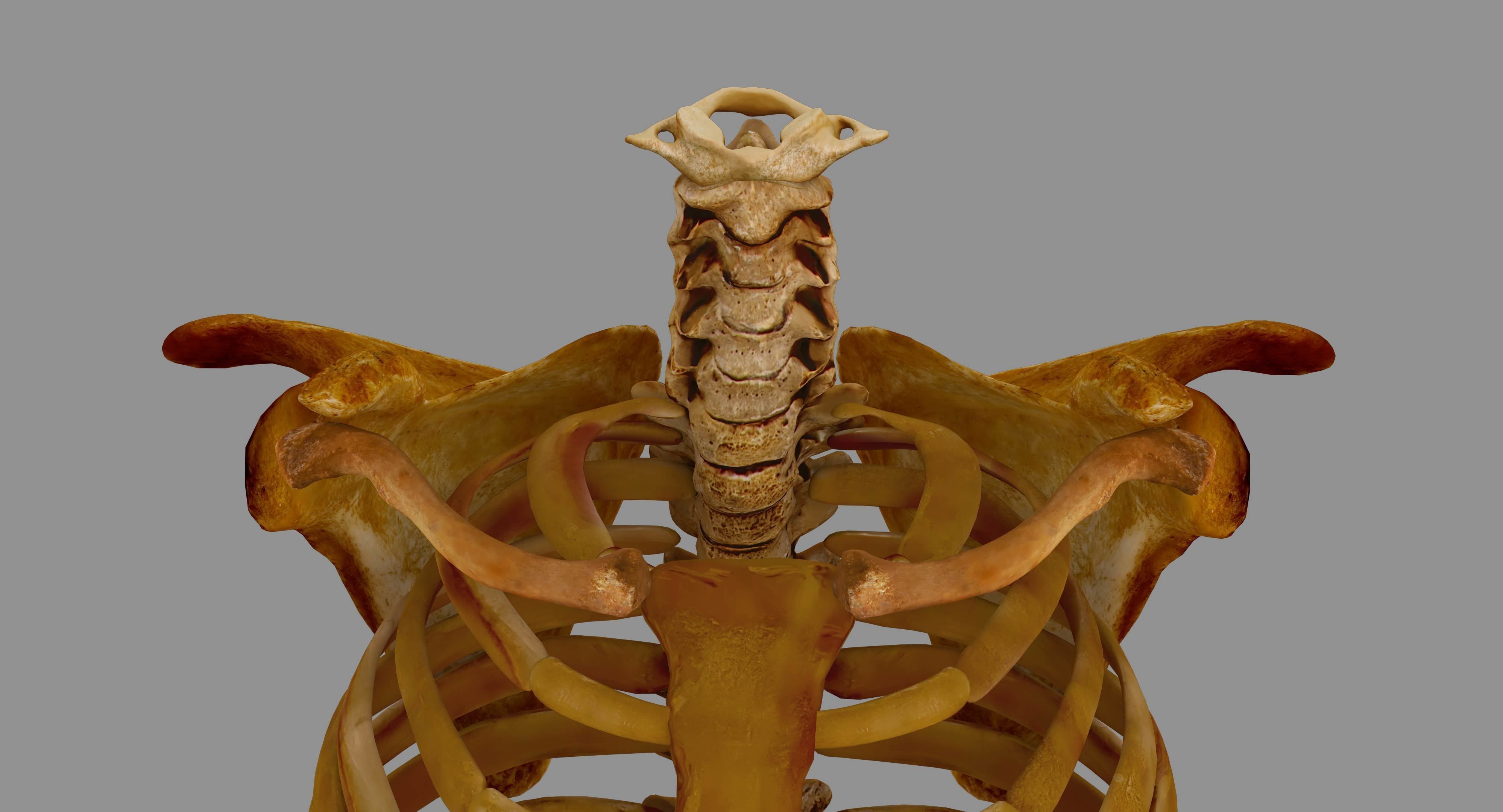 Human Spine Scanned Low-poly 3D model_4
