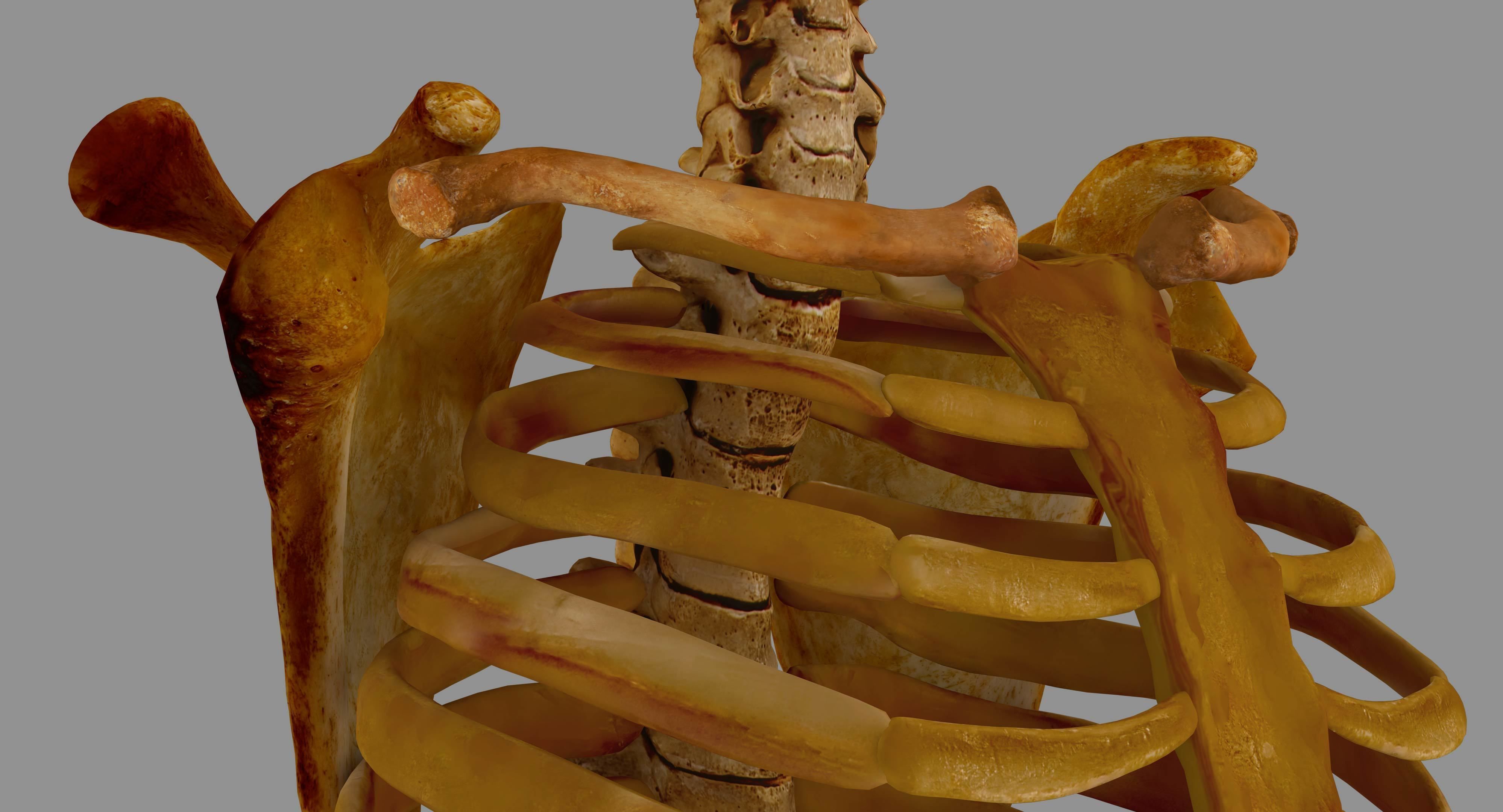 Human Spine Scanned Low-poly 3D model_16