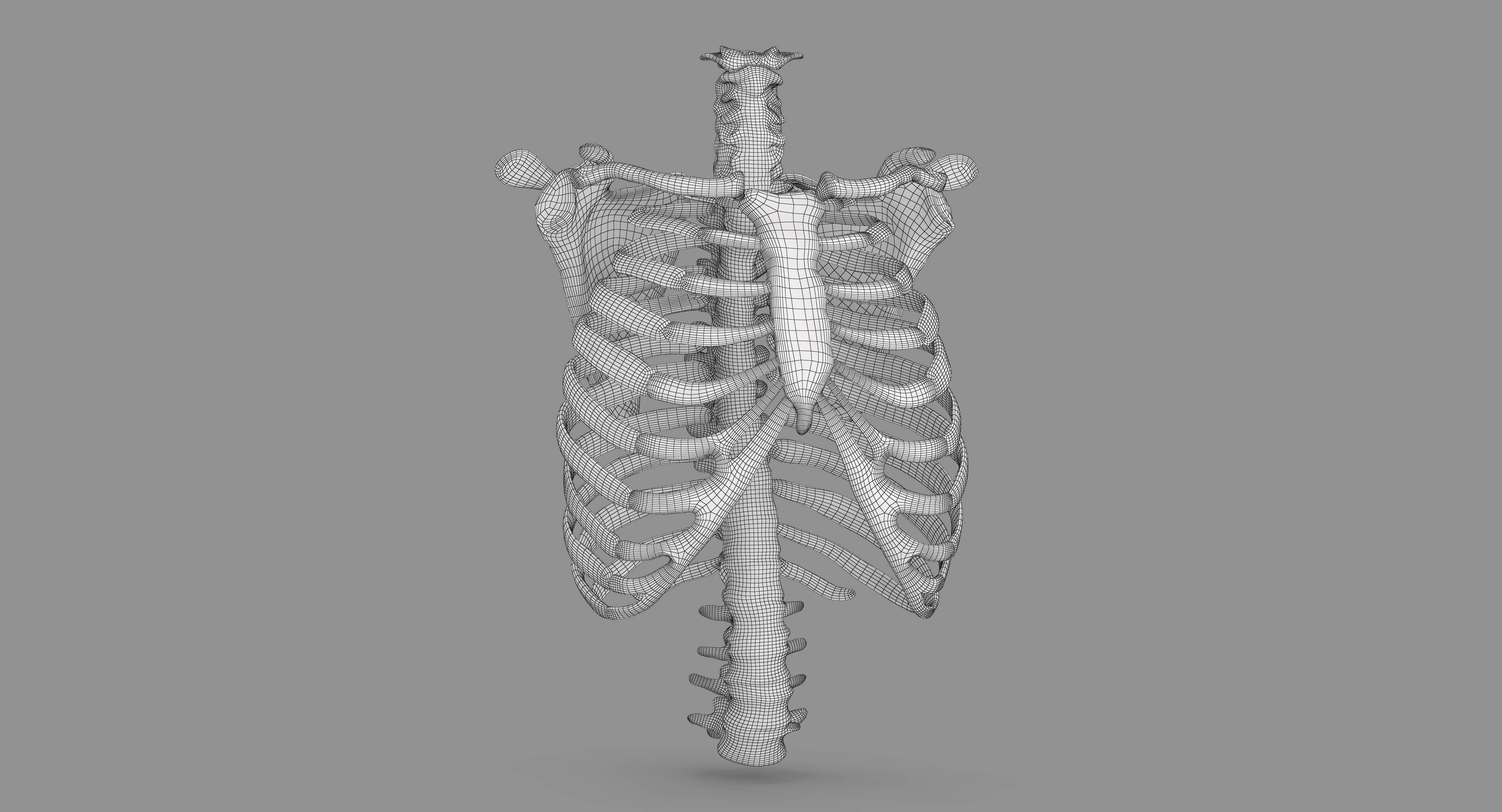 Human Spine Scanned Low-poly 3D model_87