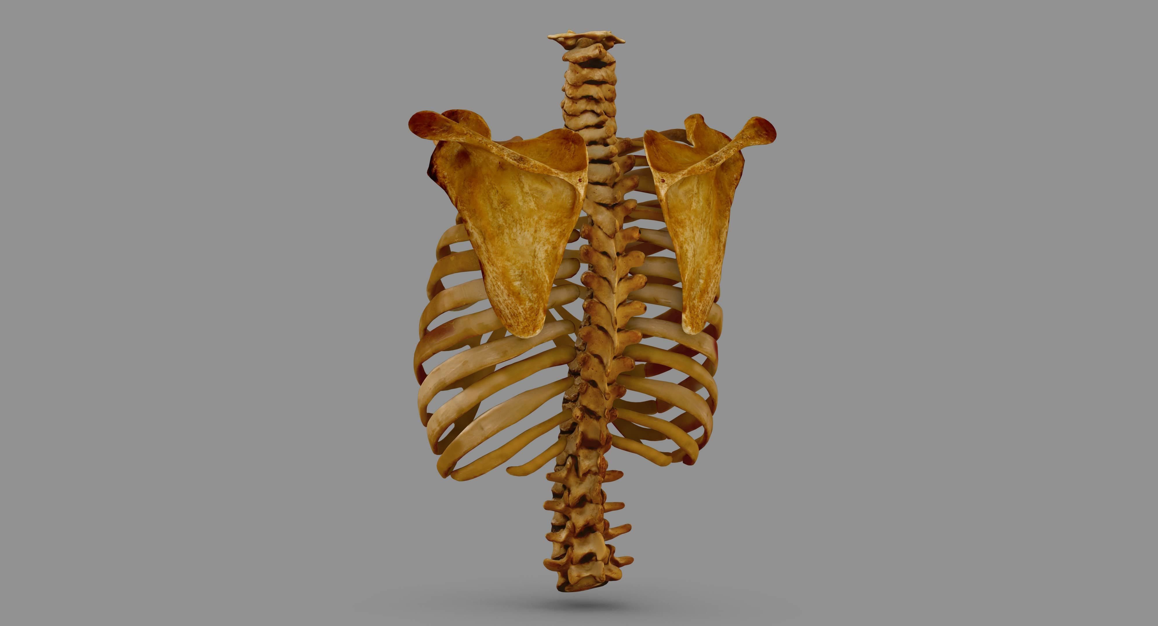 Human Spine Scanned Low-poly 3D model_110