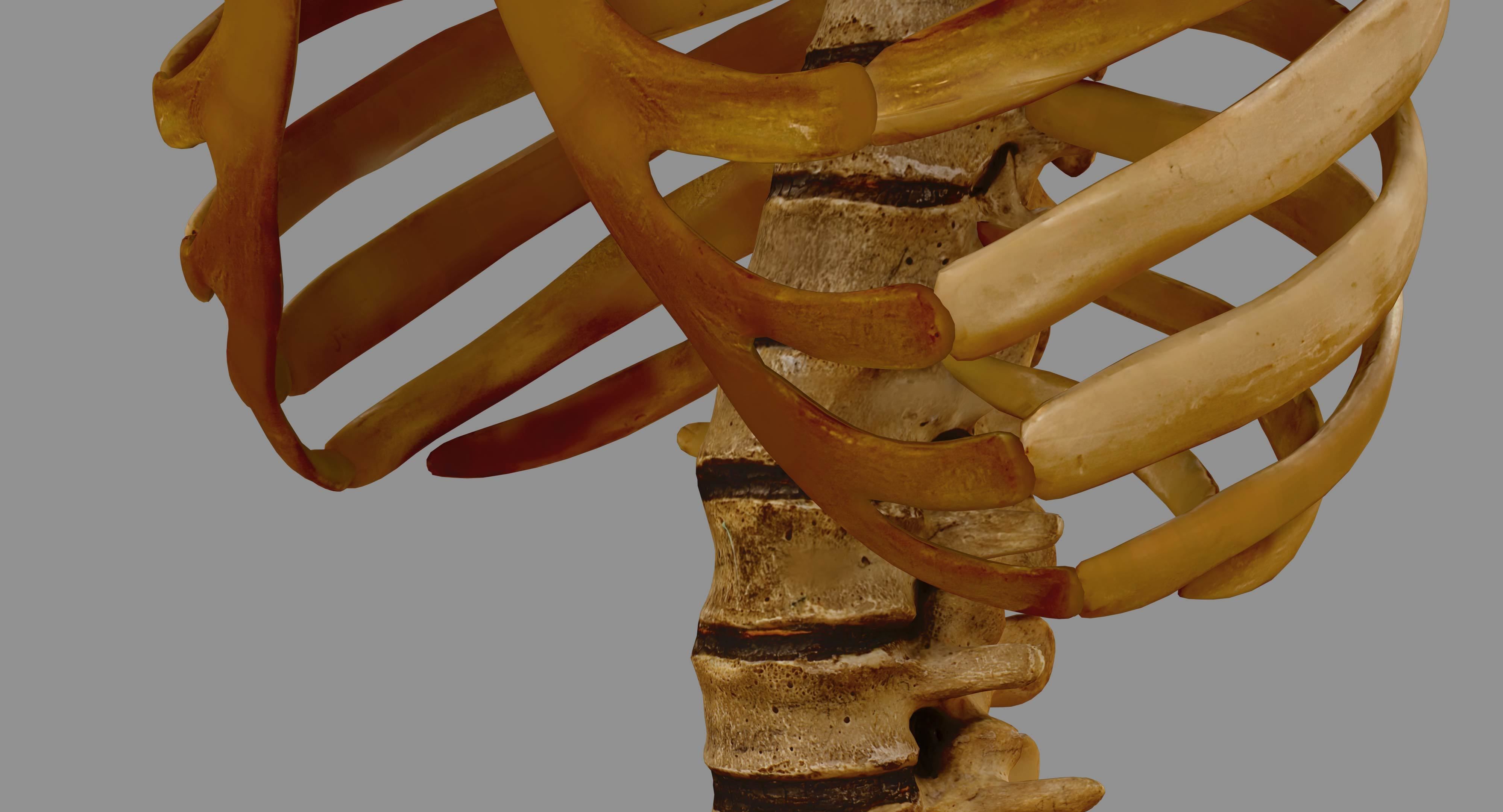 Human Spine Scanned Low-poly 3D model_80