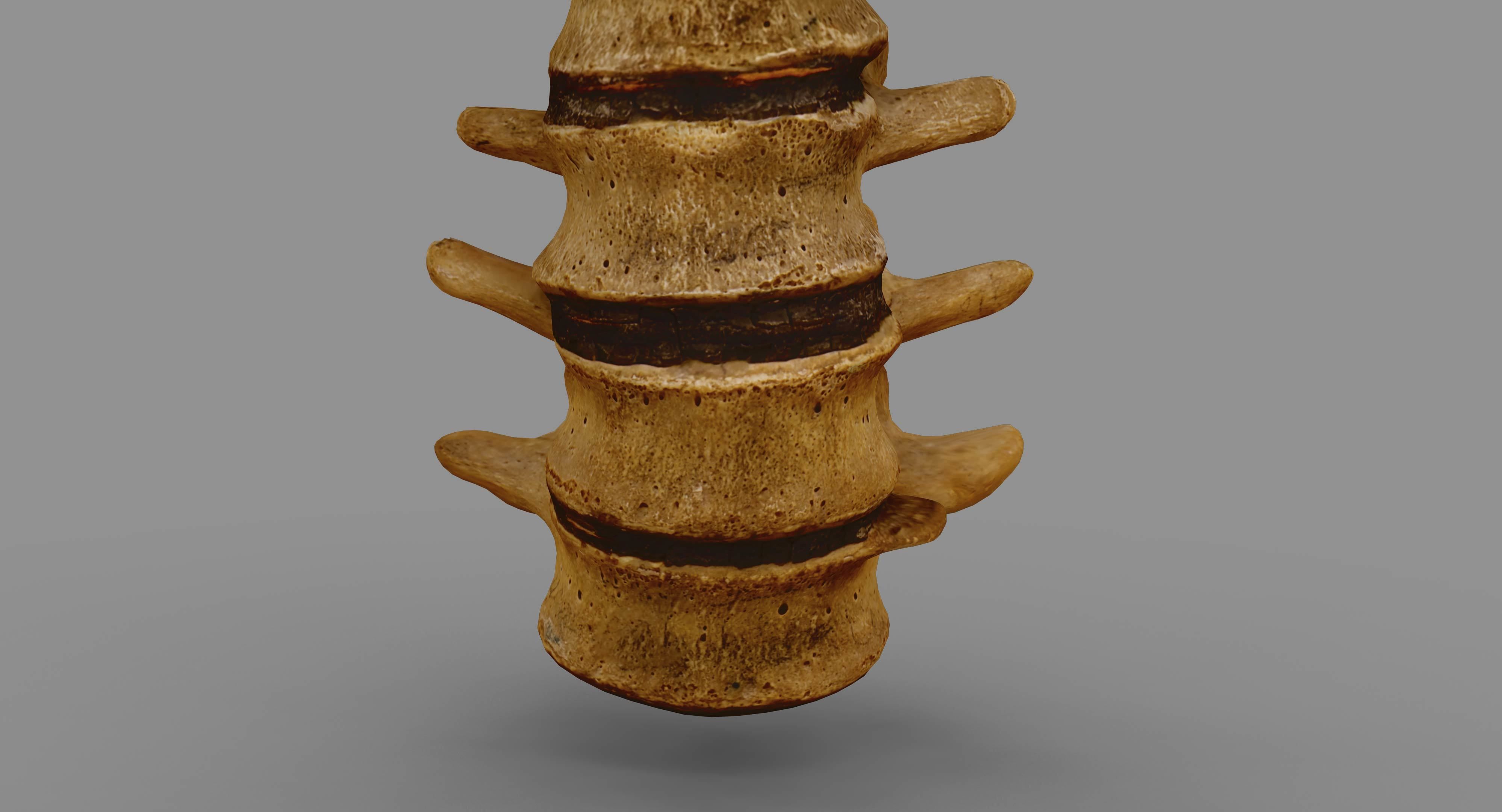 Human Spine Scanned Low-poly 3D model_12