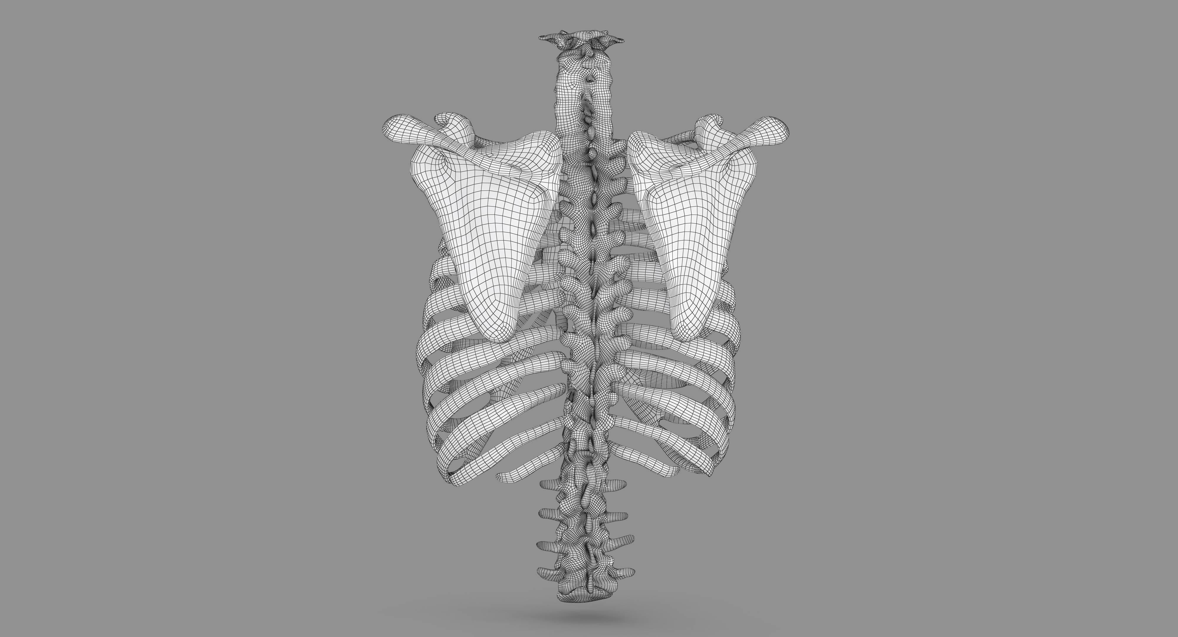 Human Spine Scanned Low-poly 3D model_109