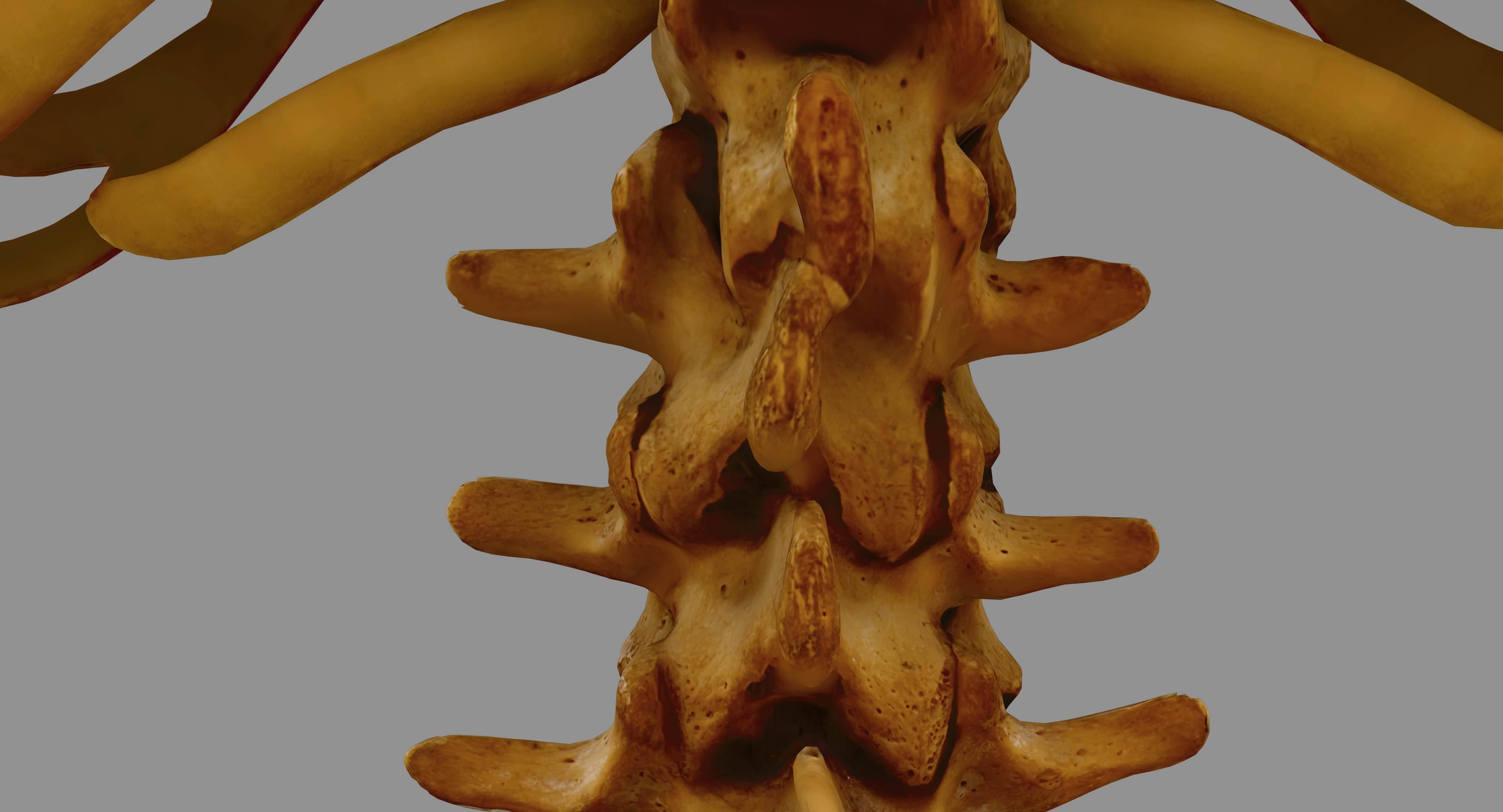 Human Spine Scanned Low-poly 3D model_50