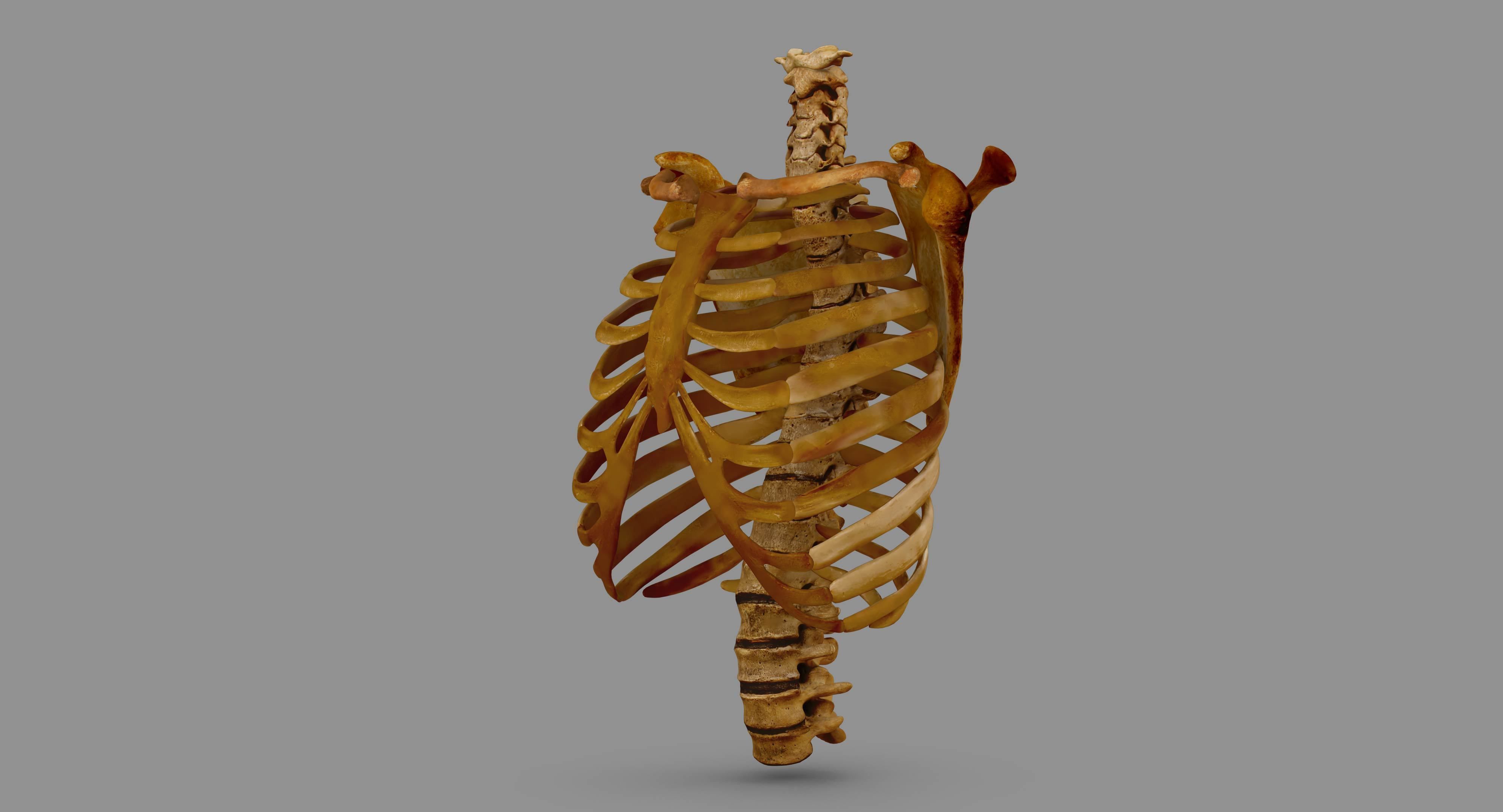 Human Spine Scanned Low-poly 3D model_124