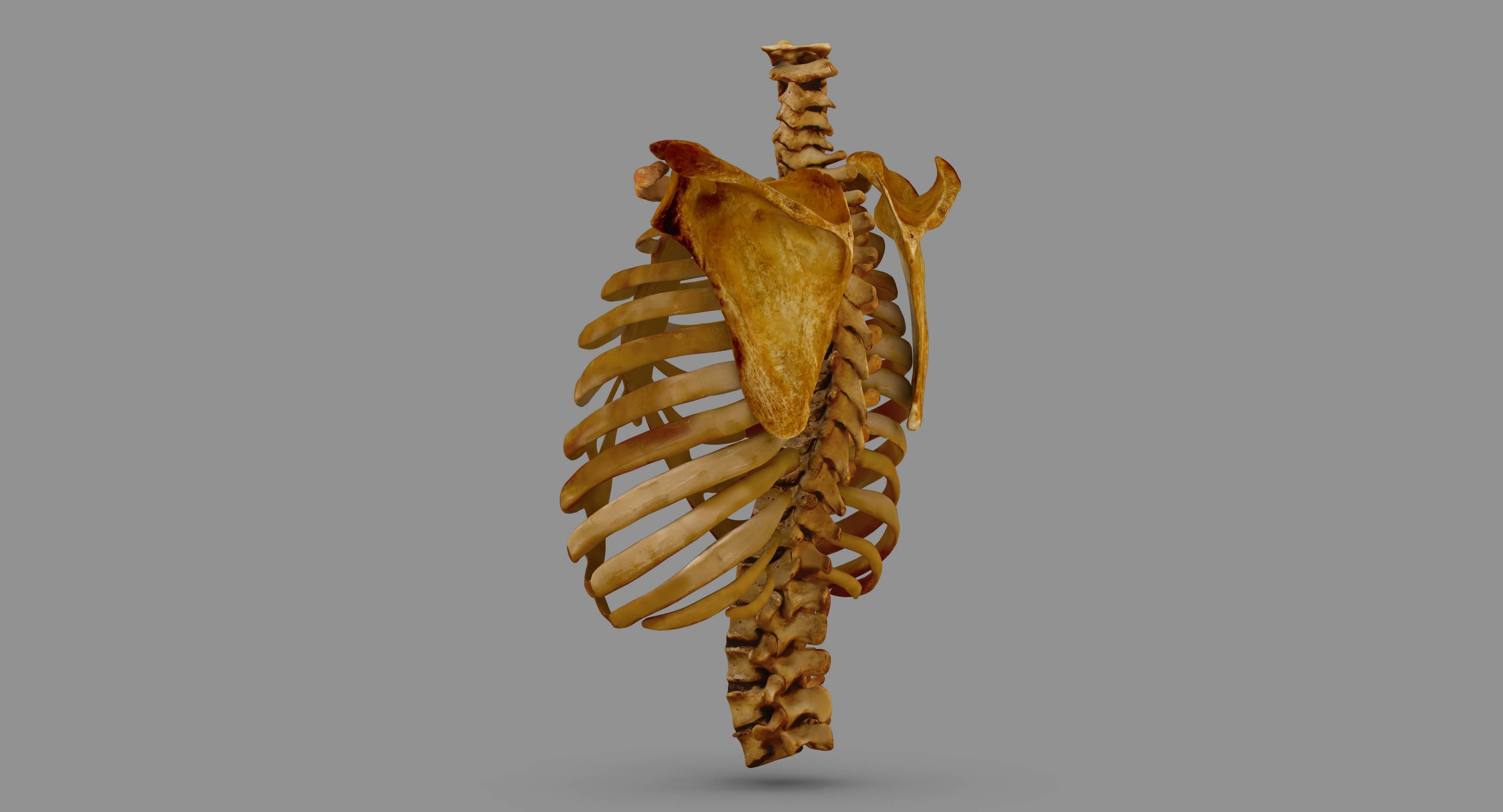 Human Spine Scanned Low-poly 3D model_114