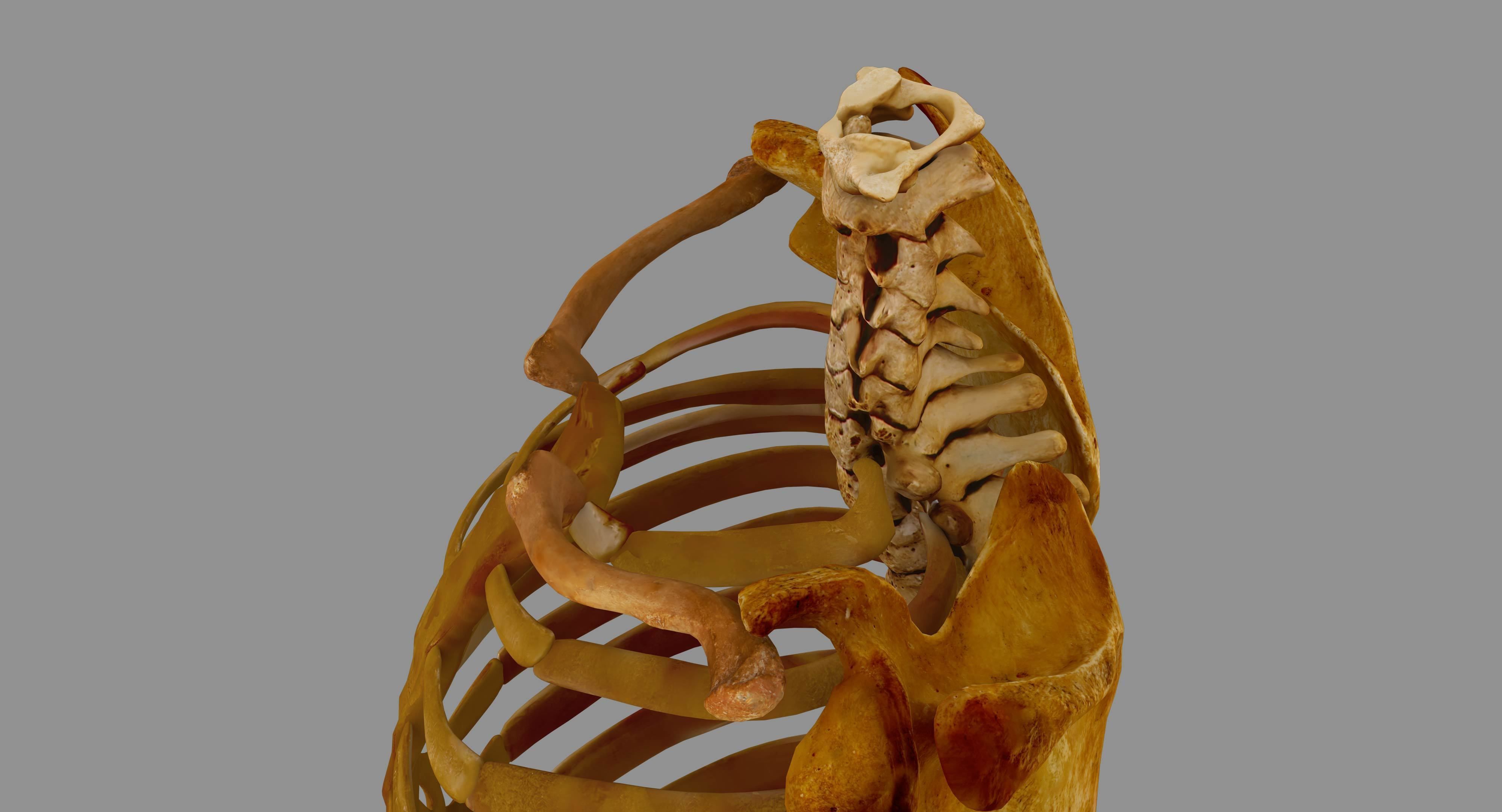 Human Spine Scanned Low-poly 3D model_64