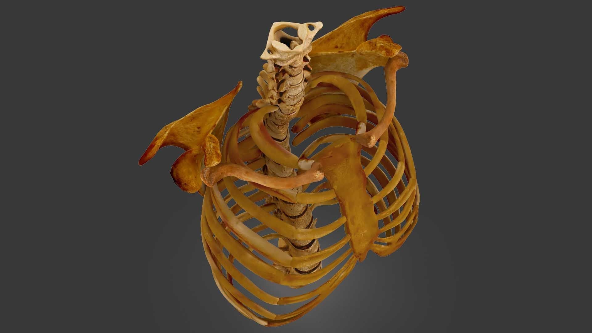 Human Spine Scanned Low-poly 3D model_3