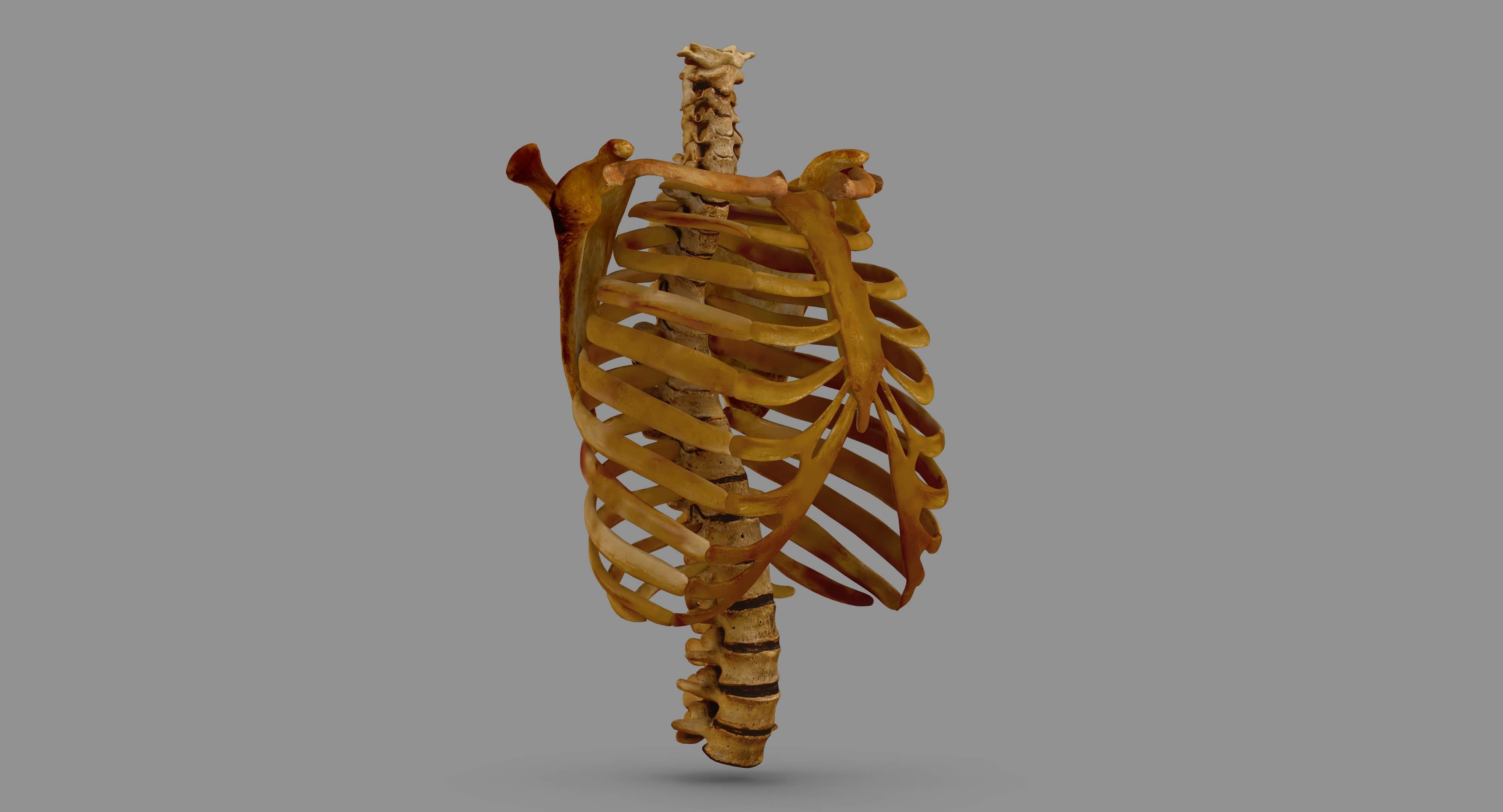 Human Spine Scanned Low-poly 3D model_90