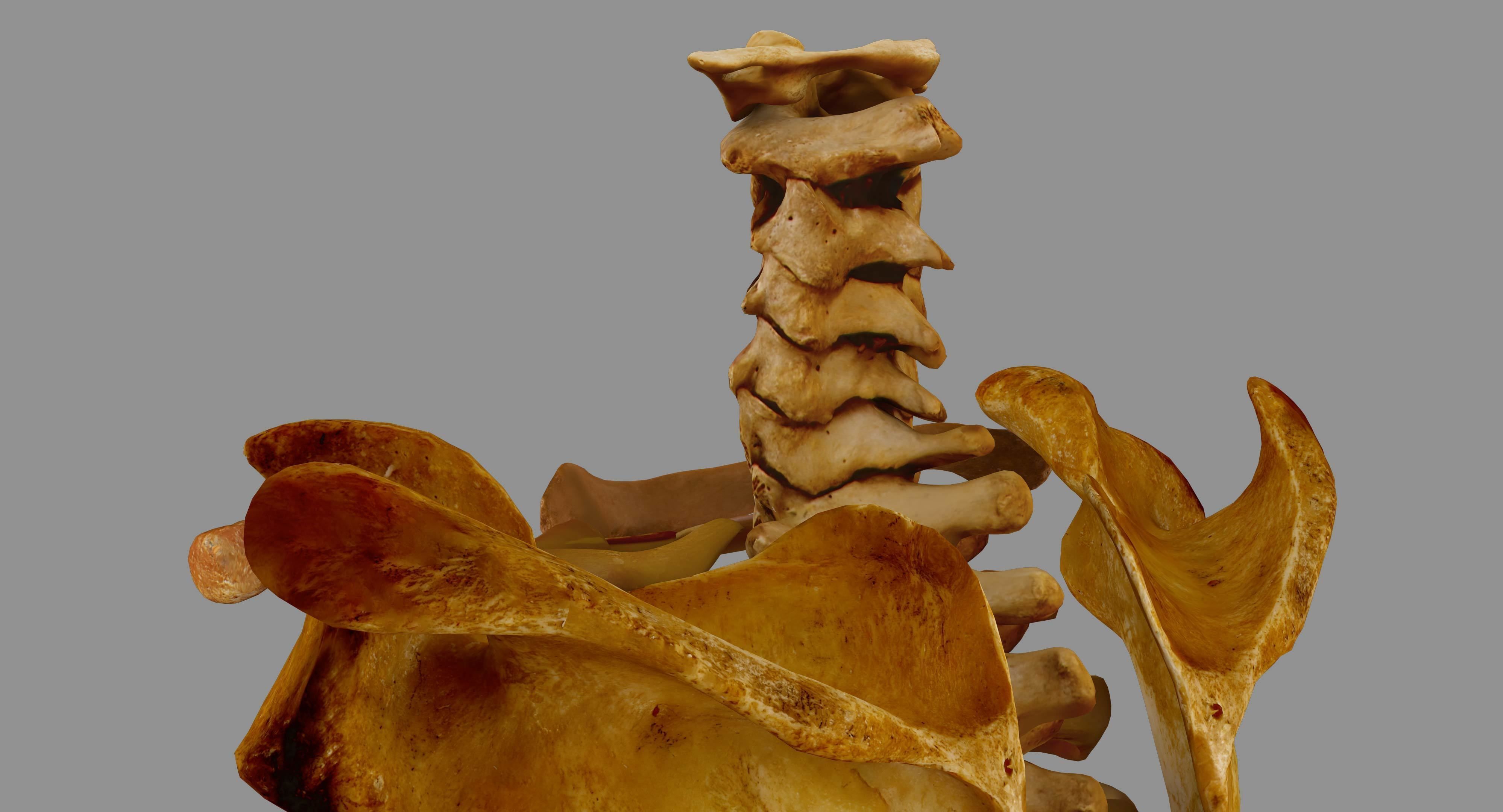 Human Spine Scanned Low-poly 3D model_54