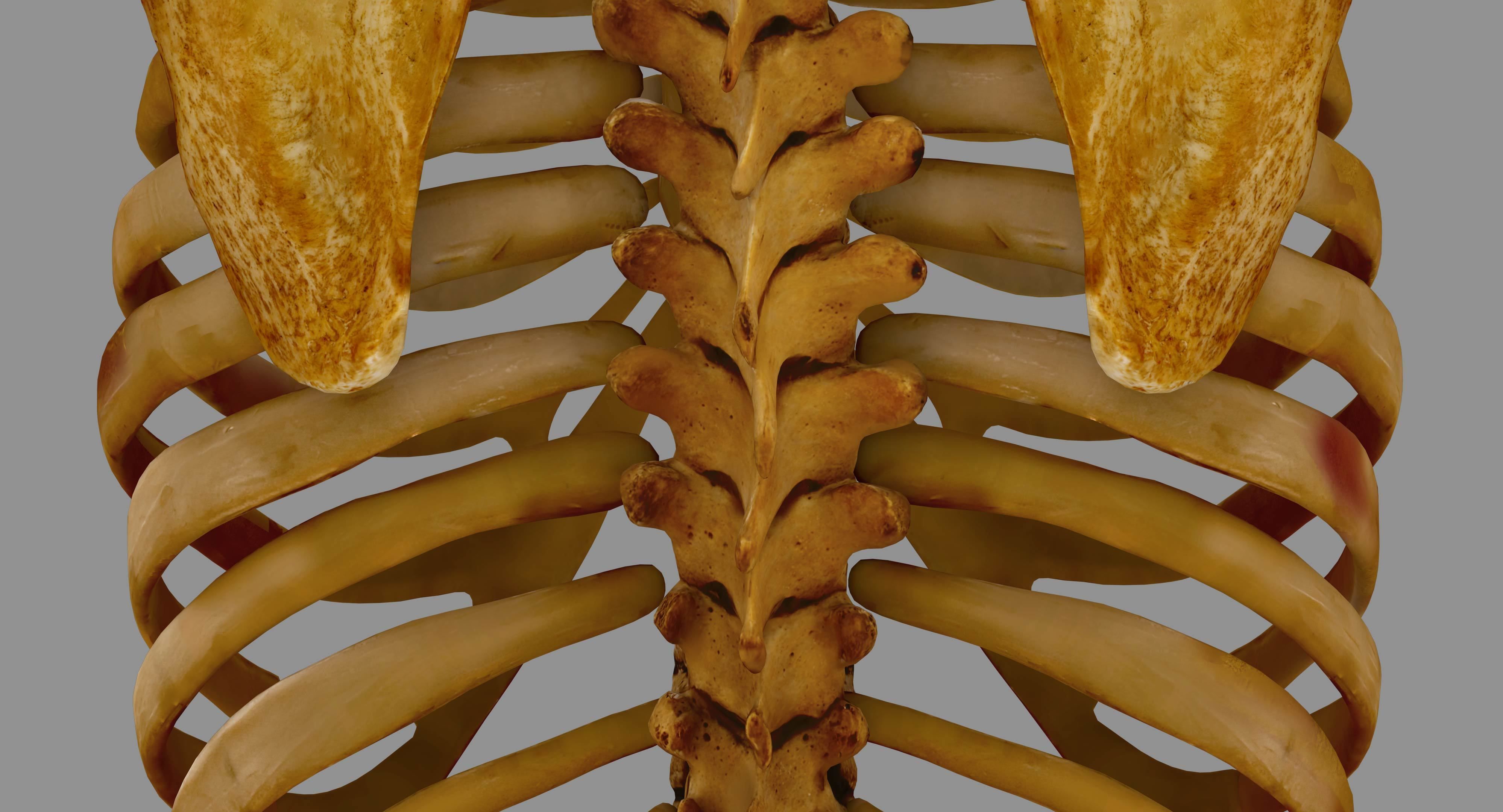 Human Spine Scanned Low-poly 3D model_48