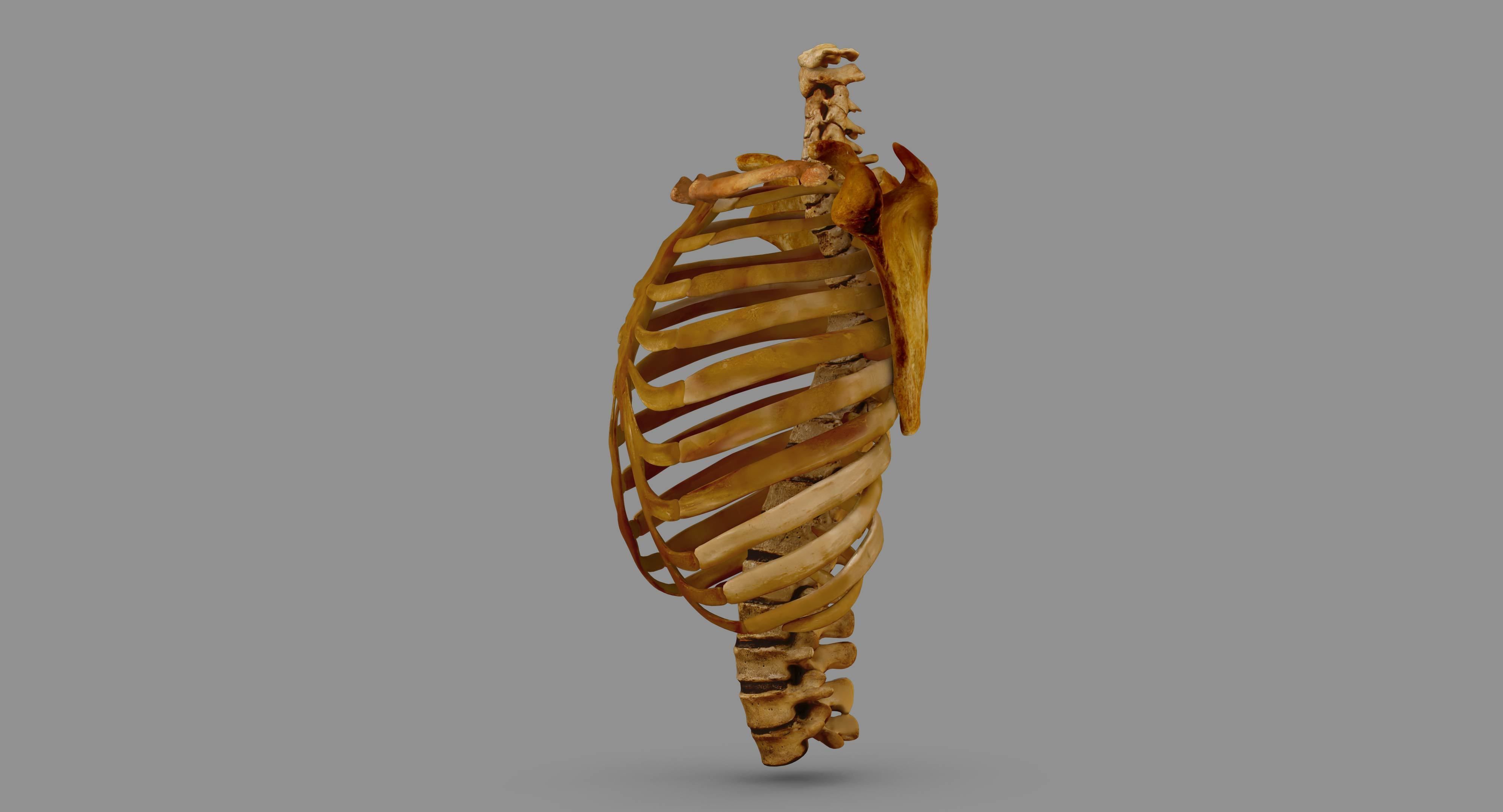 Human Spine Scanned Low-poly 3D model_120