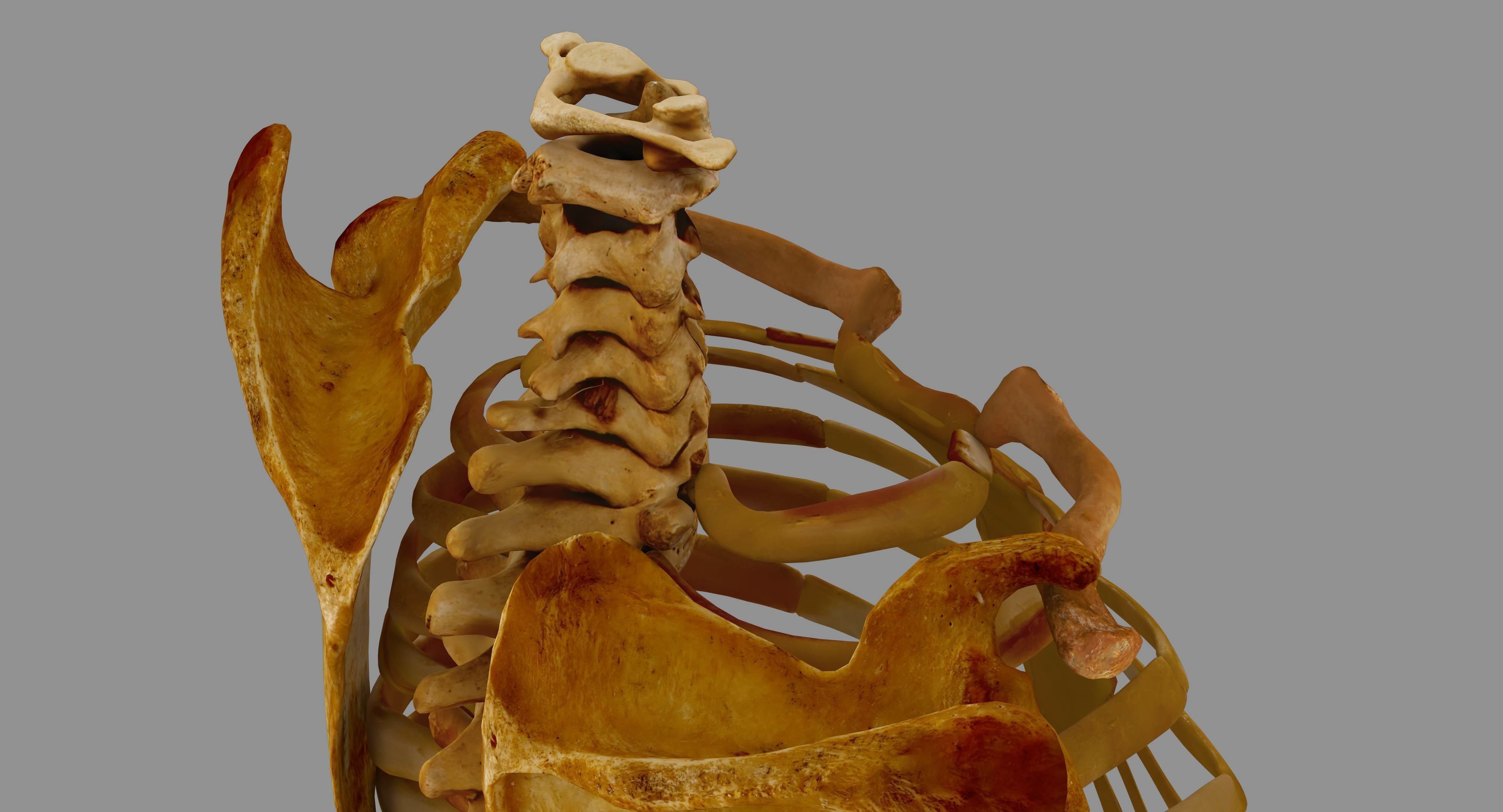 Human Spine Scanned Low-poly 3D model_34