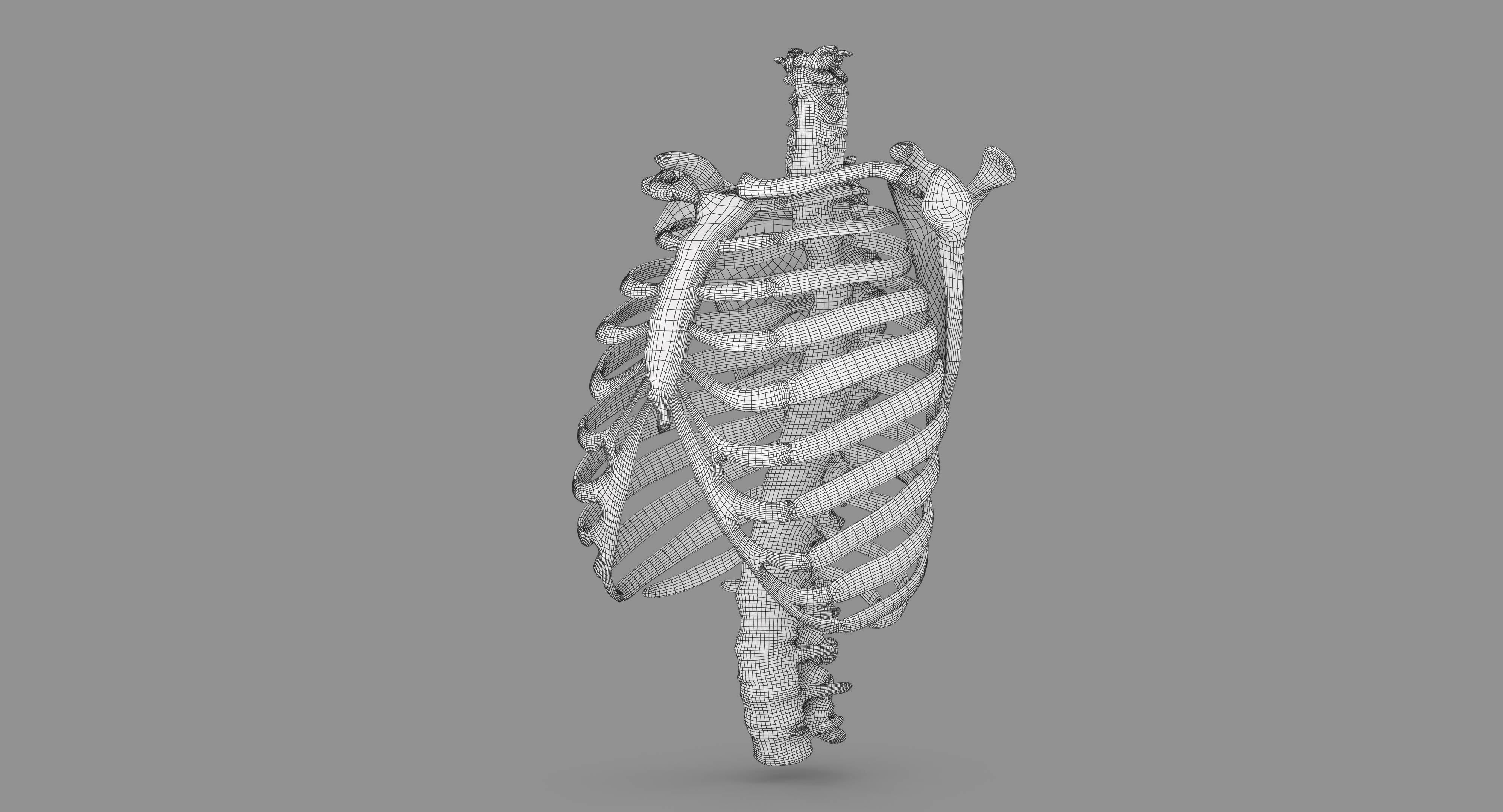 Human Spine Scanned Low-poly 3D model_123