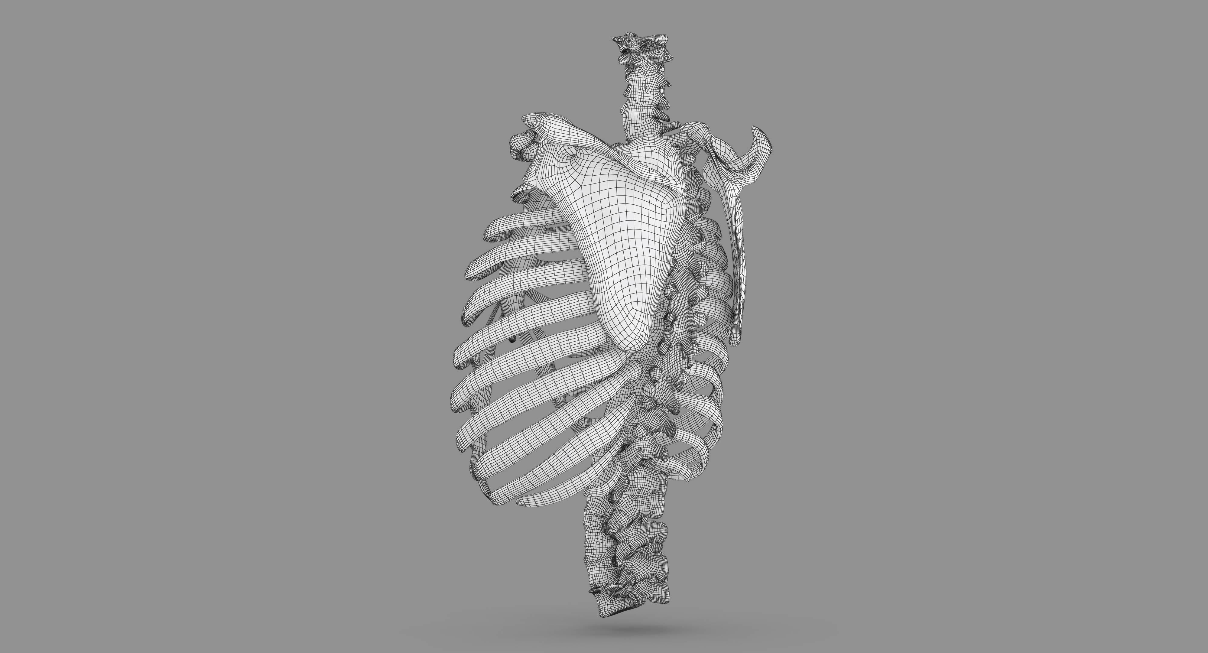 Human Spine Scanned Low-poly 3D model_115
