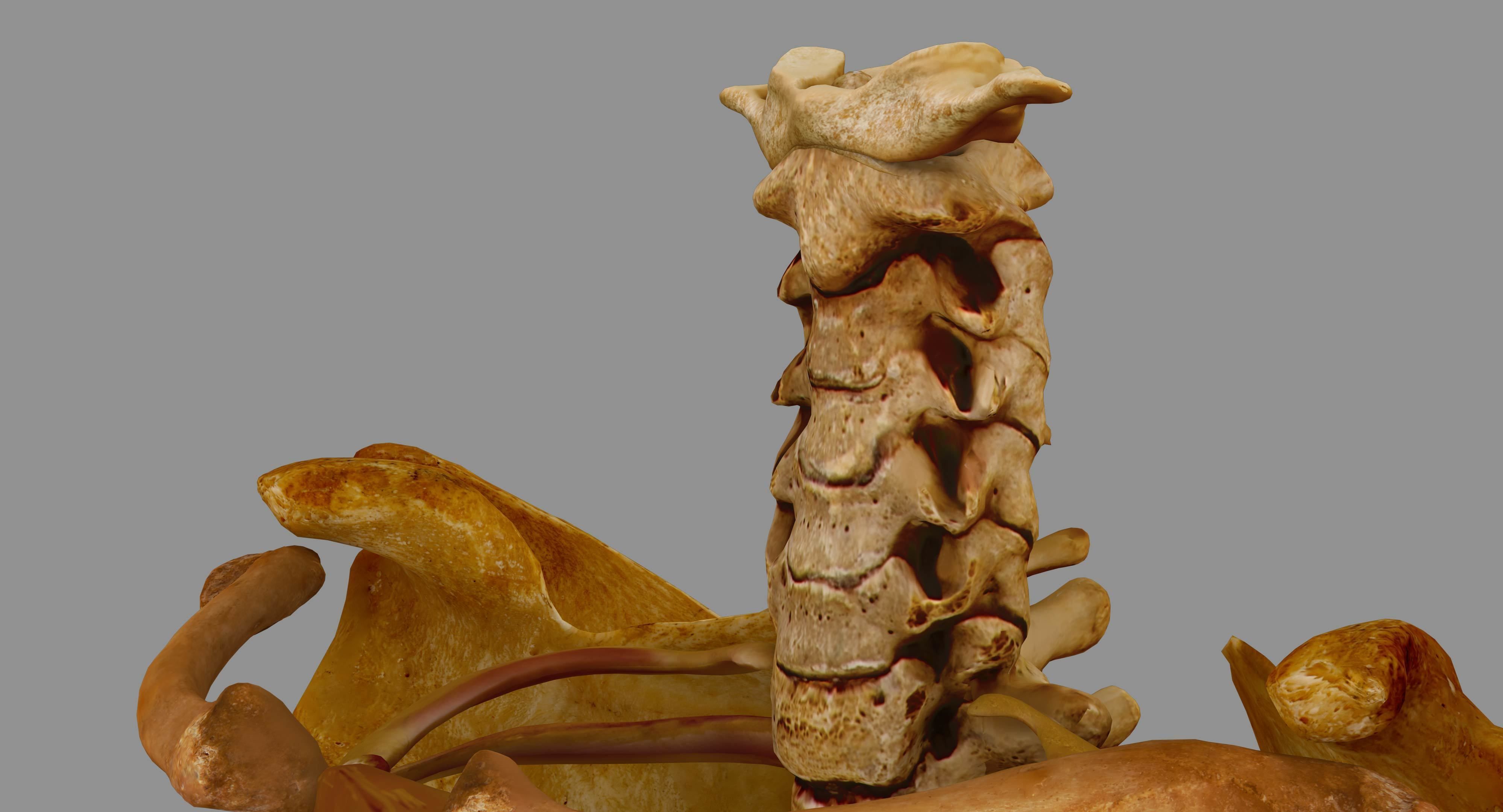Human Spine Scanned Low-poly 3D model_74