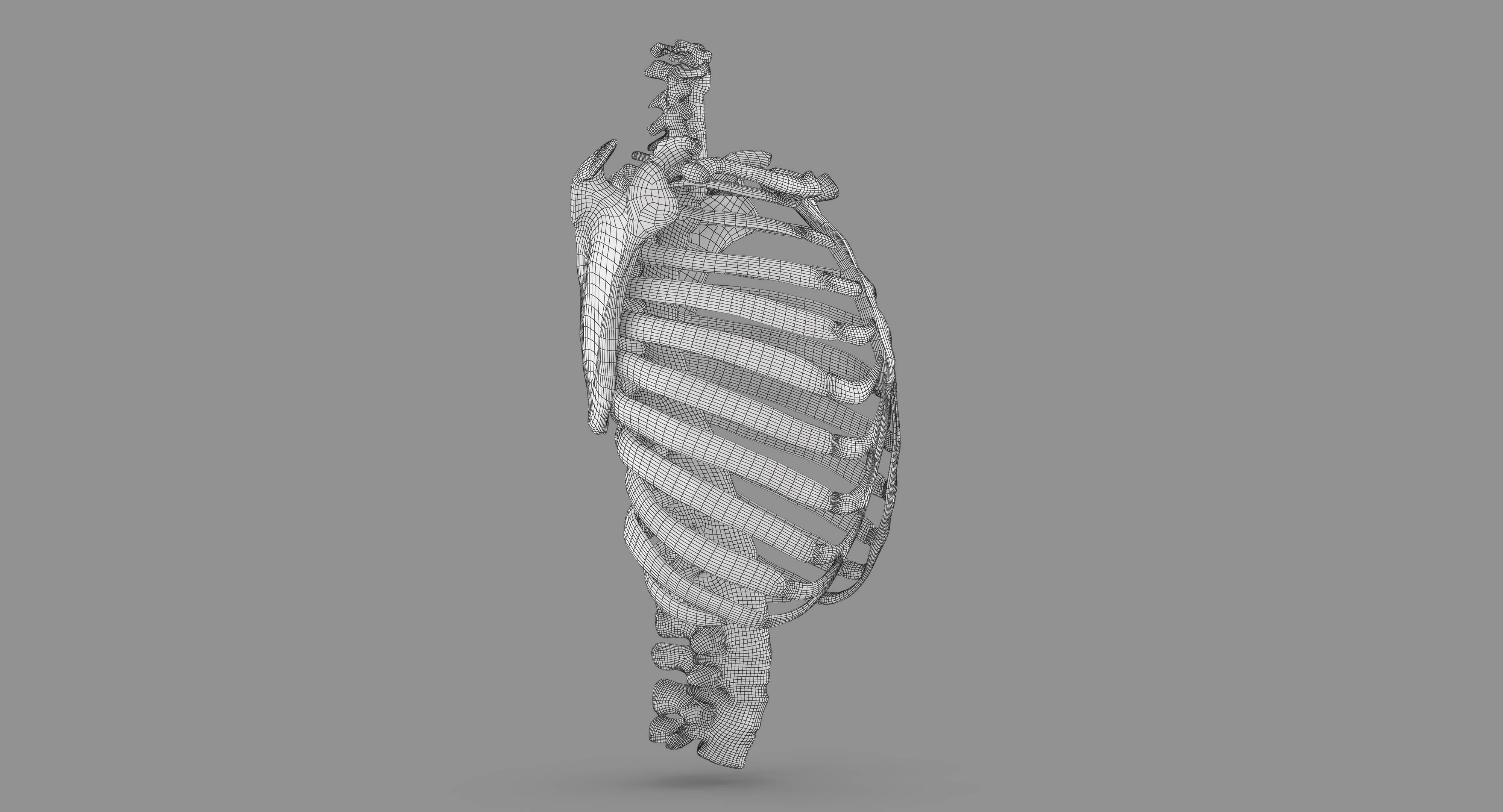 Human Spine Scanned Low-poly 3D model_95