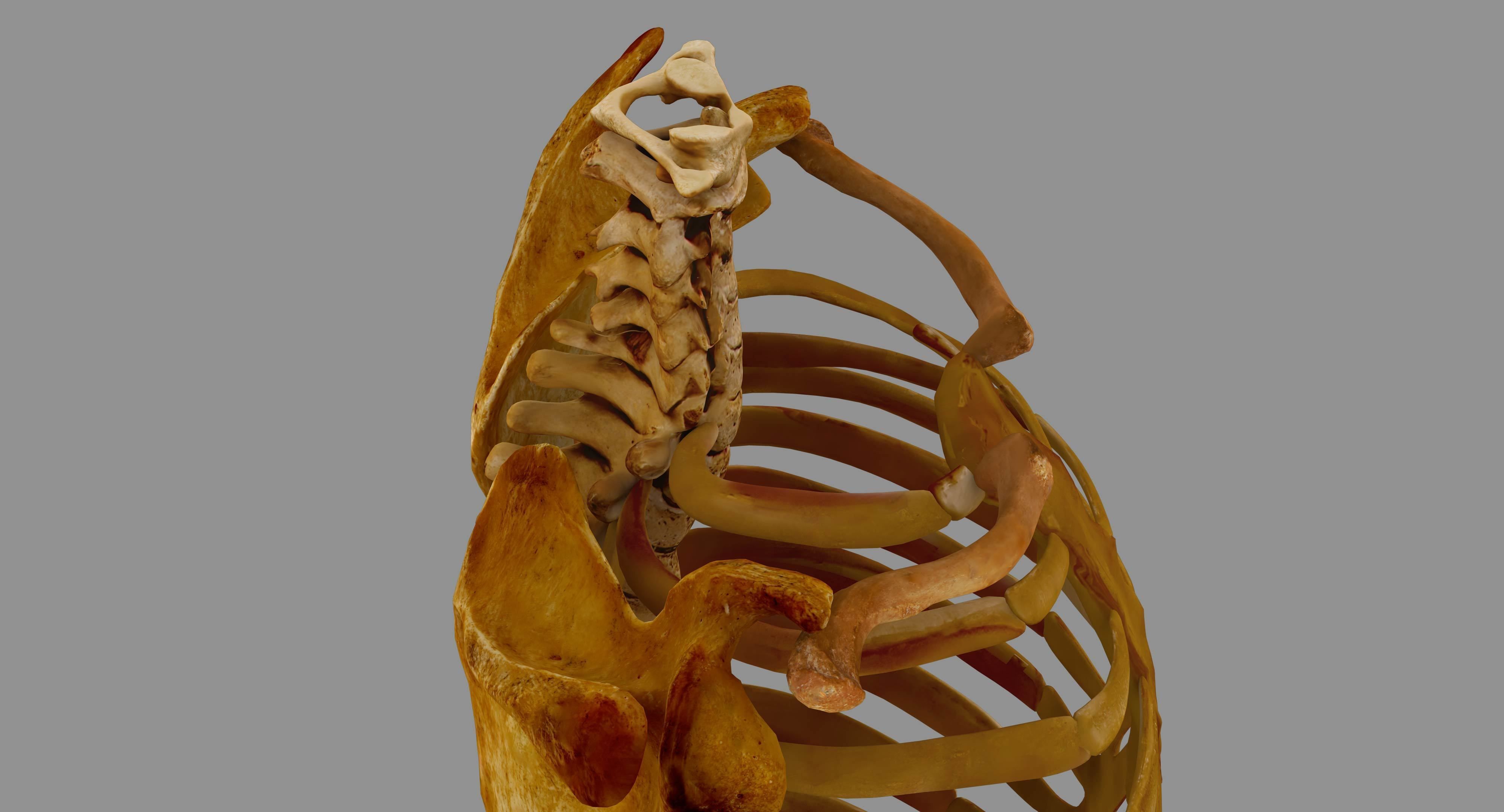Human Spine Scanned Low-poly 3D model_24