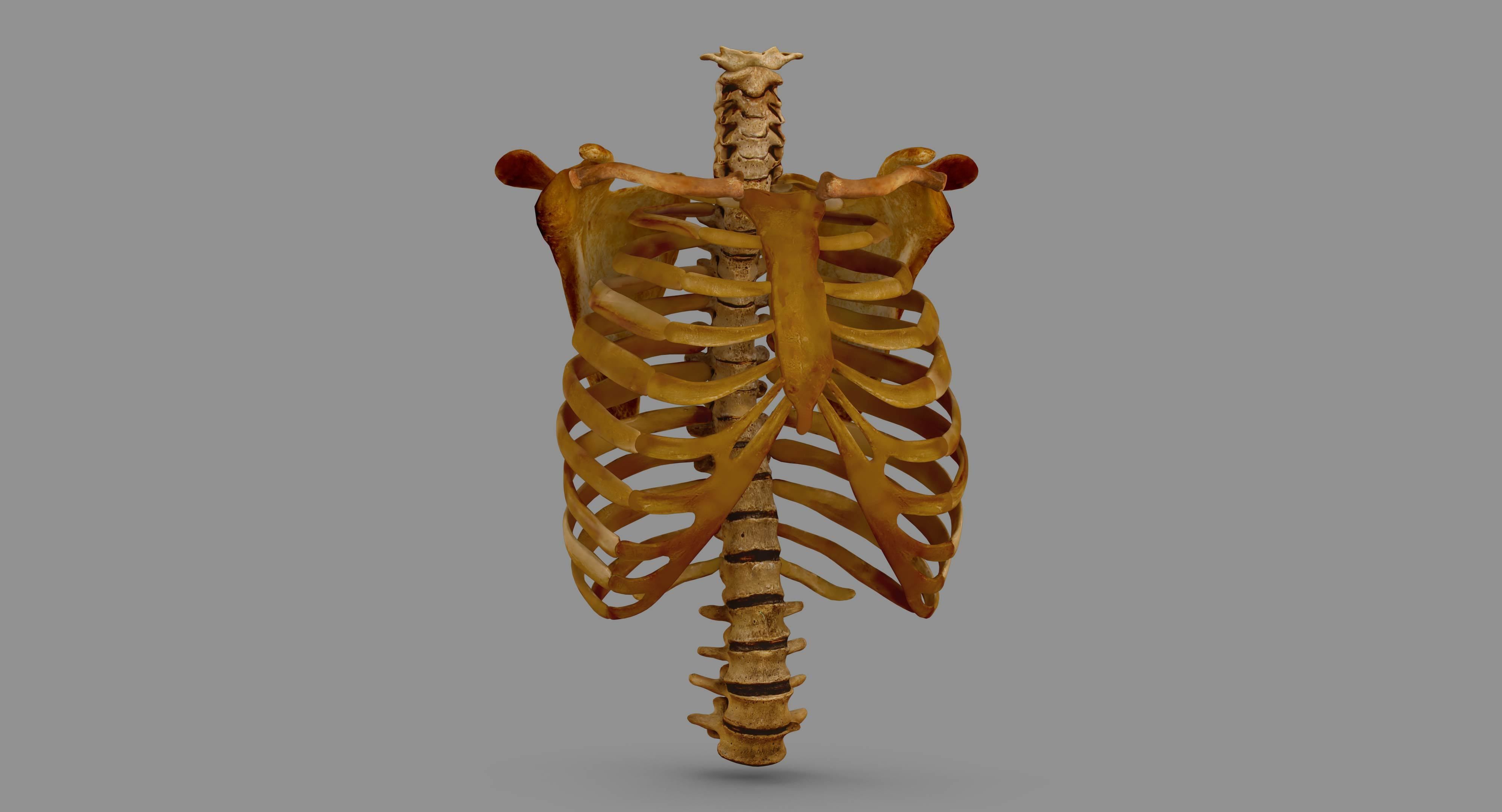 Human Spine Scanned Low-poly 3D model_86