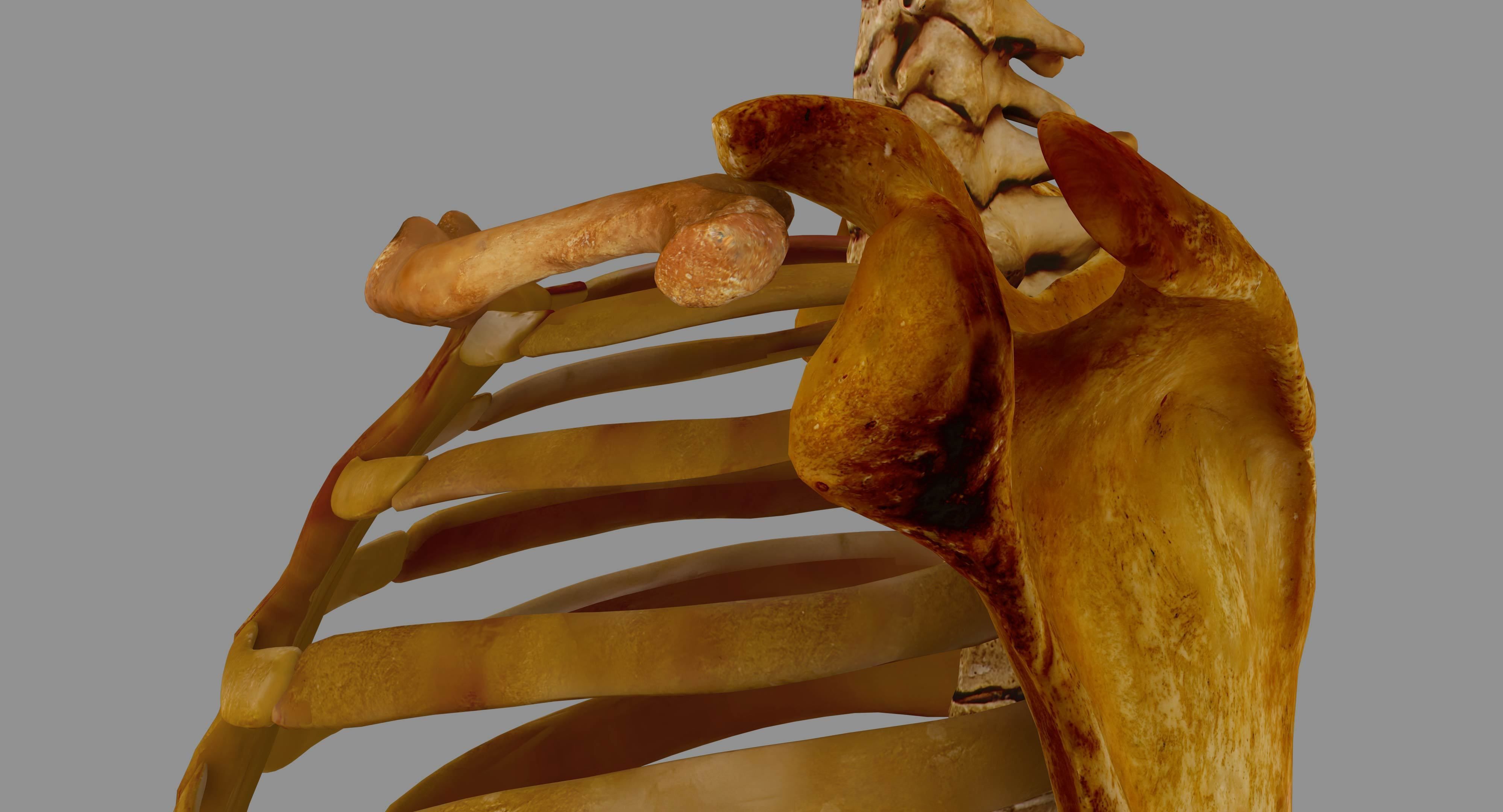 Human Spine Scanned Low-poly 3D model_66