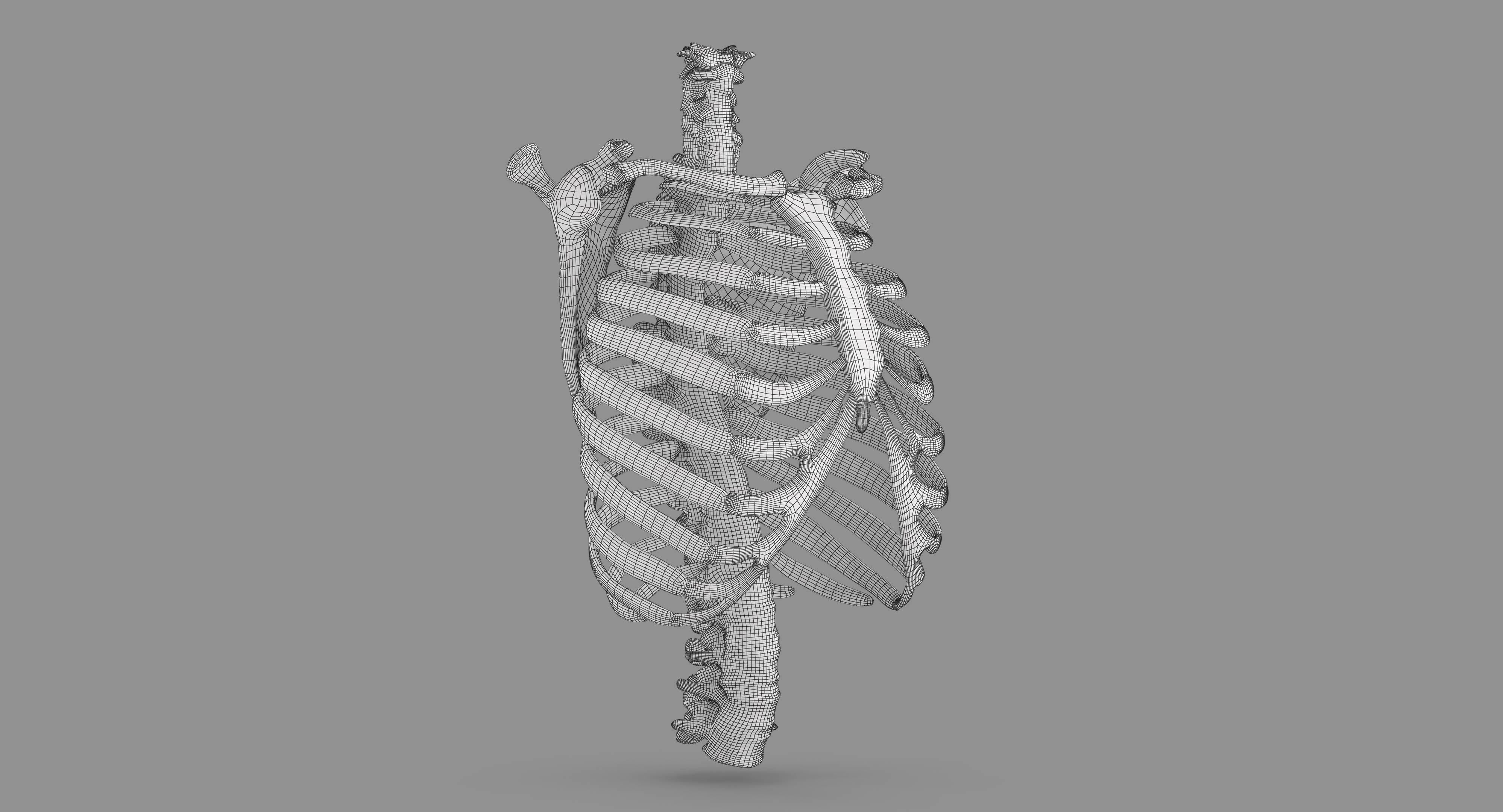 Human Spine Scanned Low-poly 3D model_91